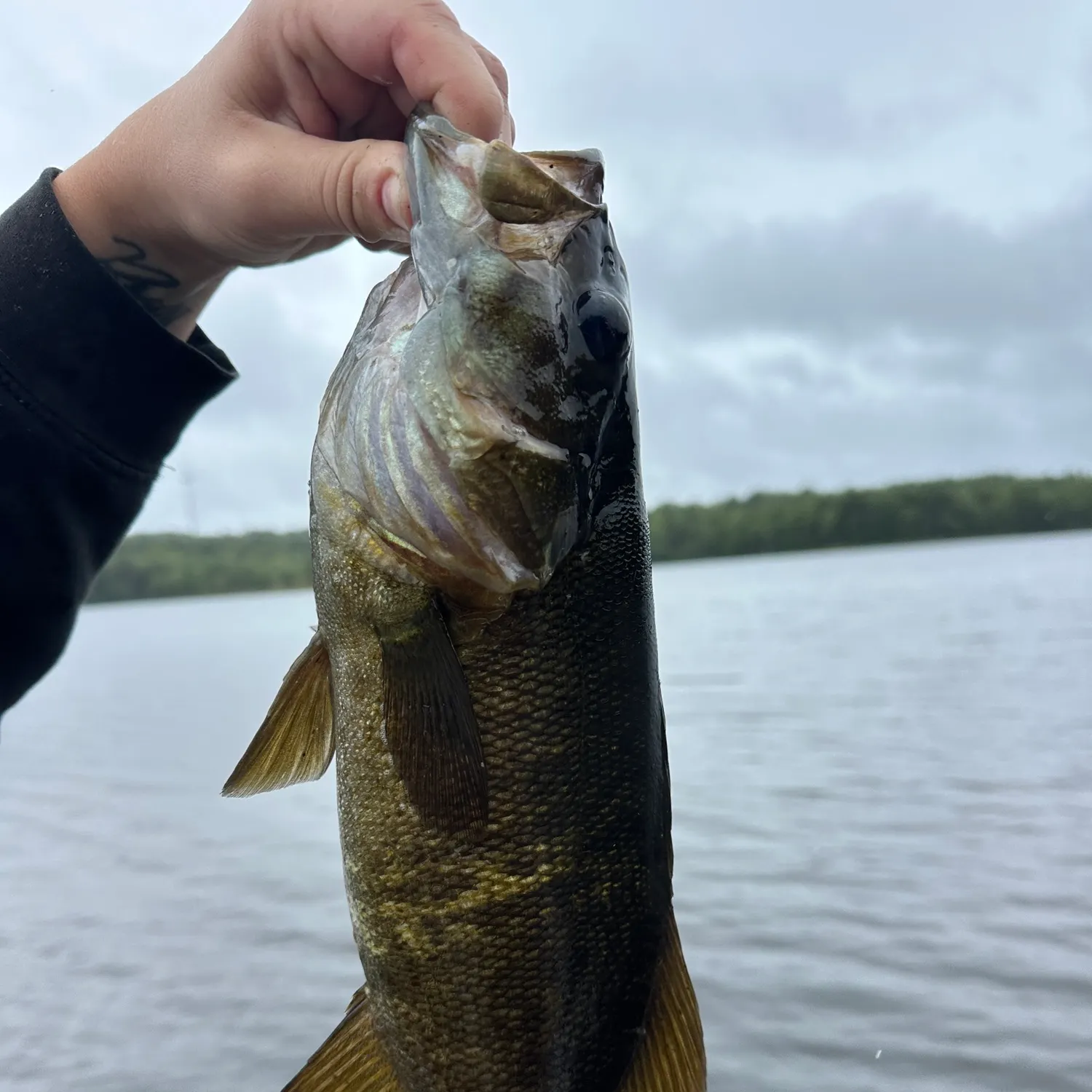 Smallmouth bass caught on Fishbrain