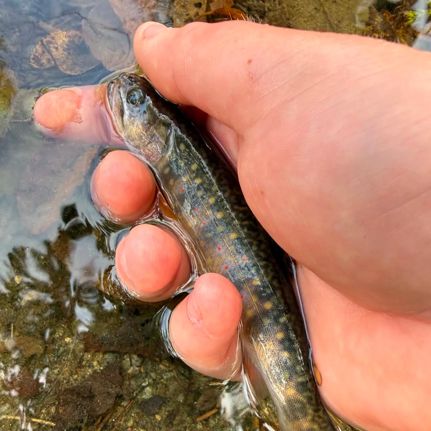 Brook trout caught on Fishbrain