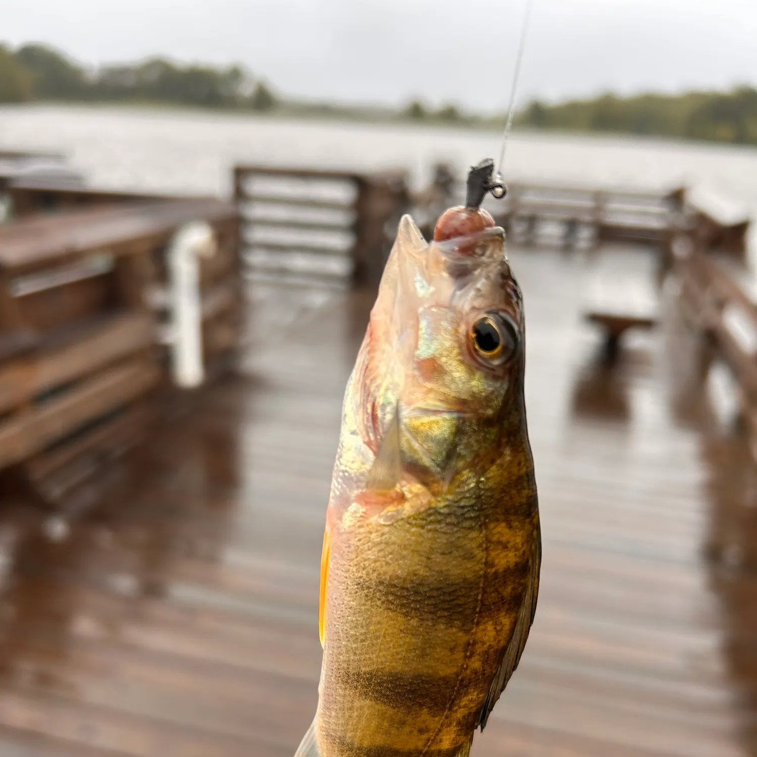 Yellow perch caught on Fishbrain