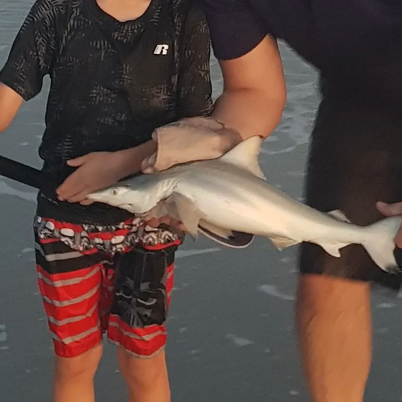 The most recent Blacktip shark catches on Fishbrain