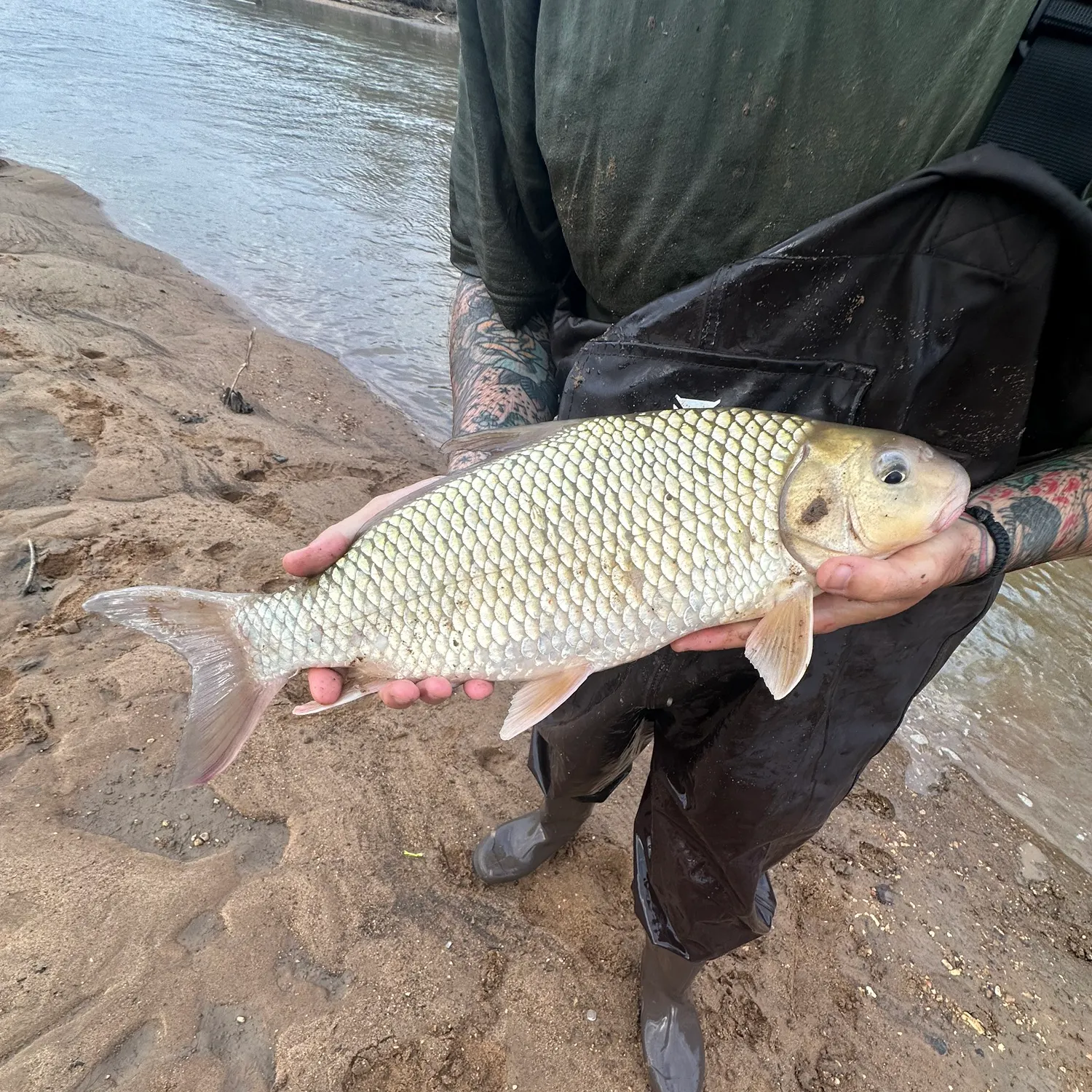 The most recent Quillback catches on Fishbrain