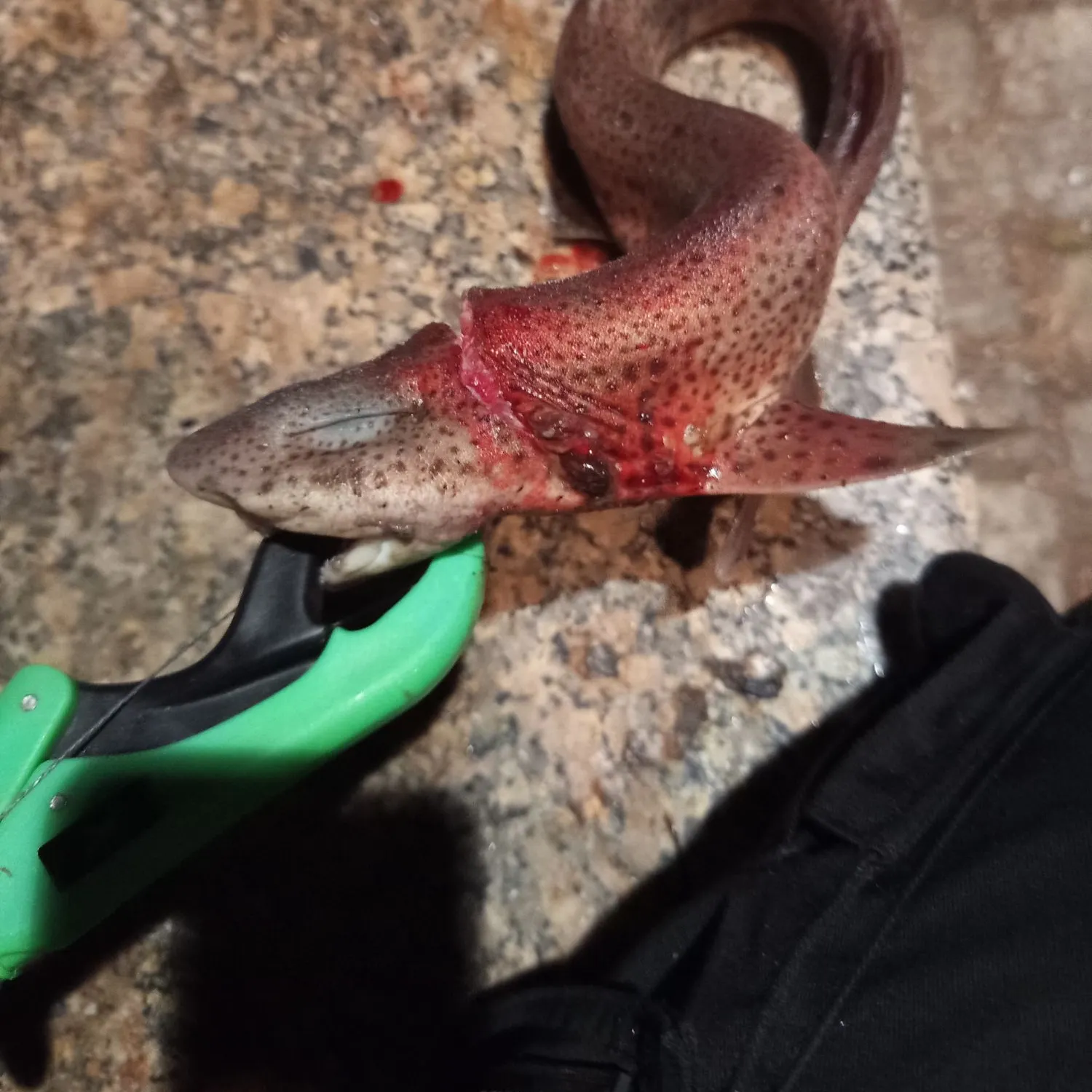 The most recent Flapnose houndshark catches on Fishbrain