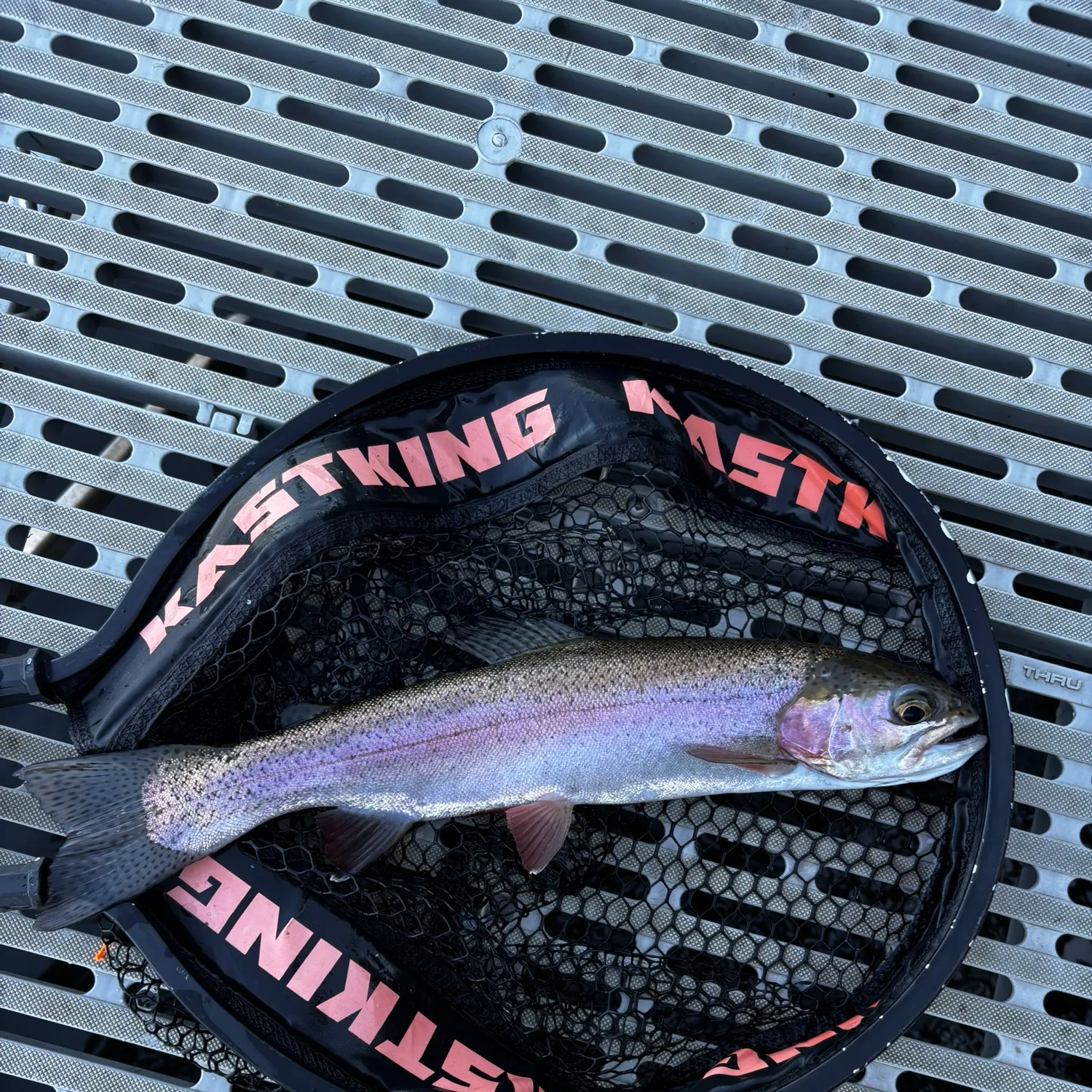 Rainbow trout caught on Fishbrain