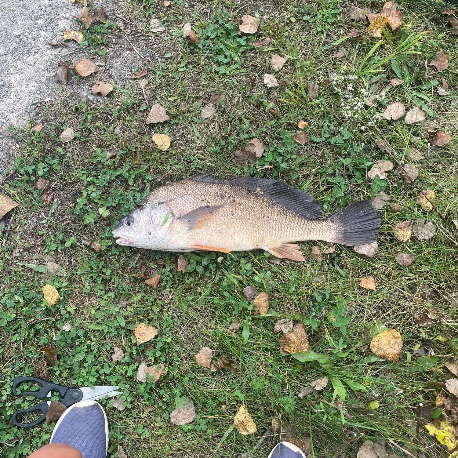 Freshwater drum caught on Fishbrain