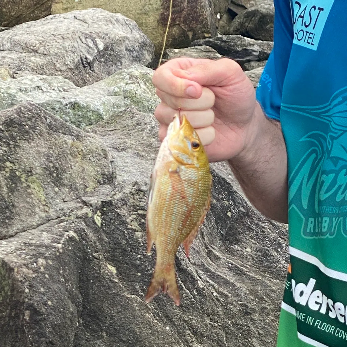 The most recent Spangled emperor catches on Fishbrain