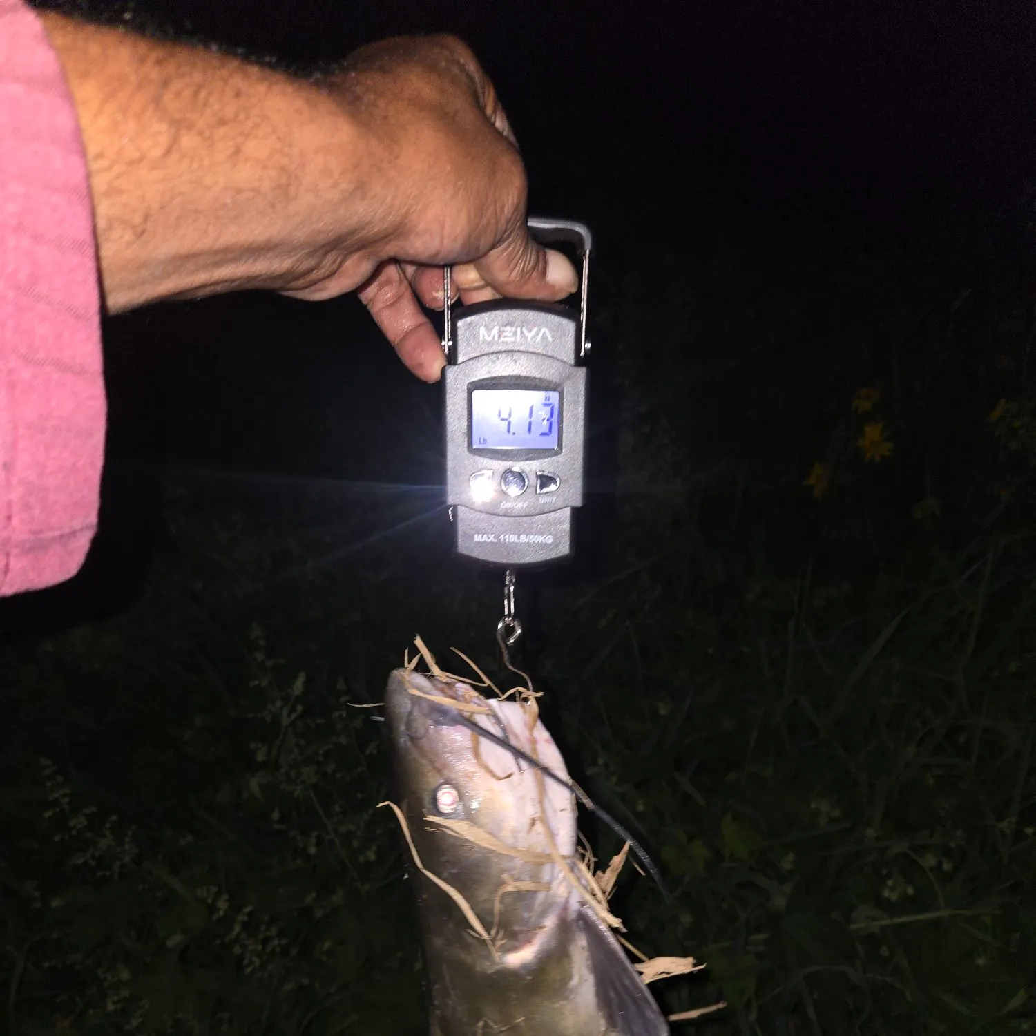 Channel catfish caught on Fishbrain