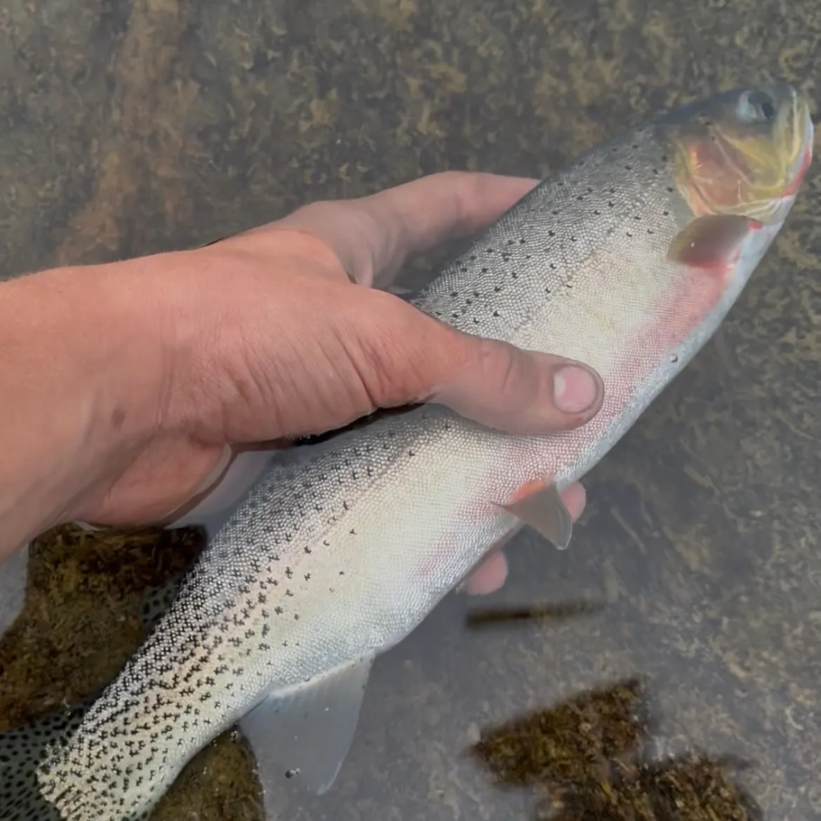 Cutthroat trout caught on Fishbrain