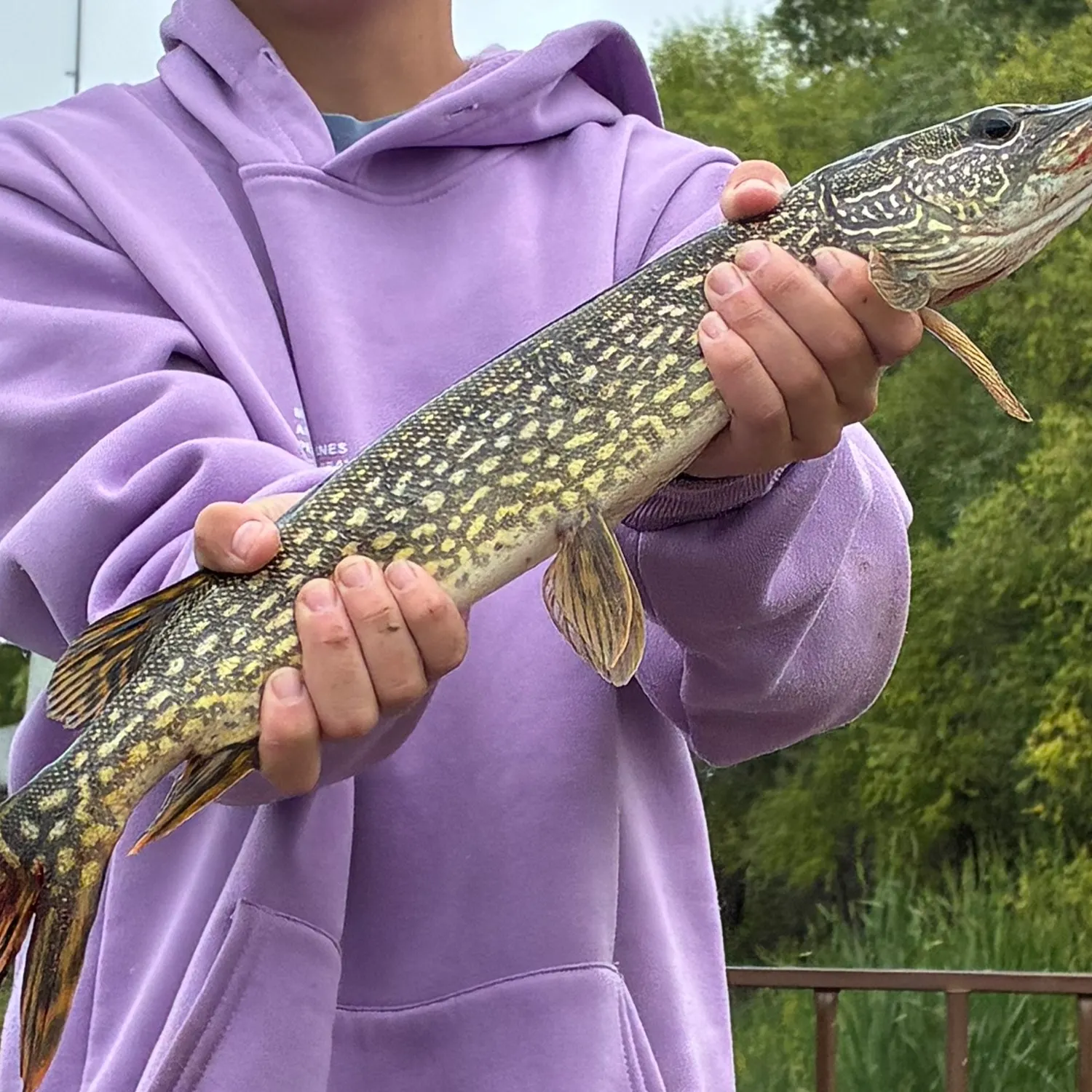 Northern pike caught on Fishbrain