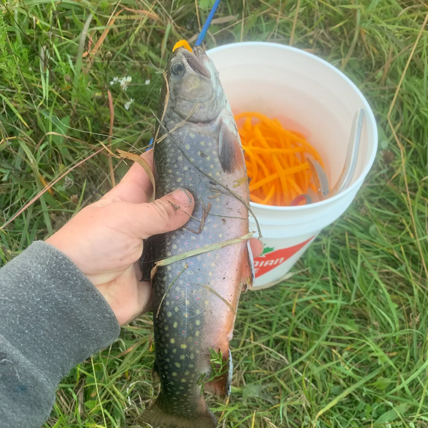 Brook trout caught on Fishbrain