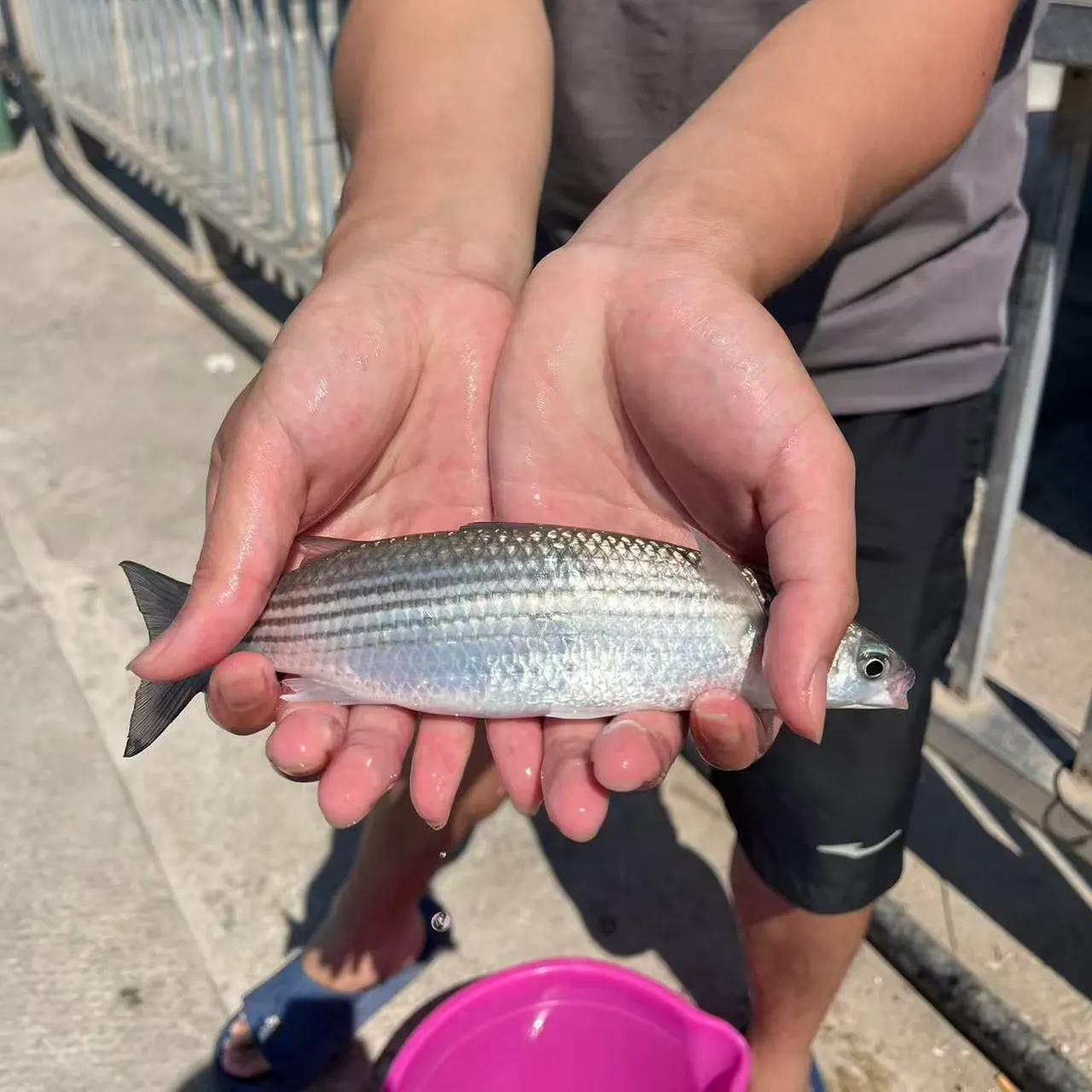The most recent Golden grey mullet catches on Fishbrain