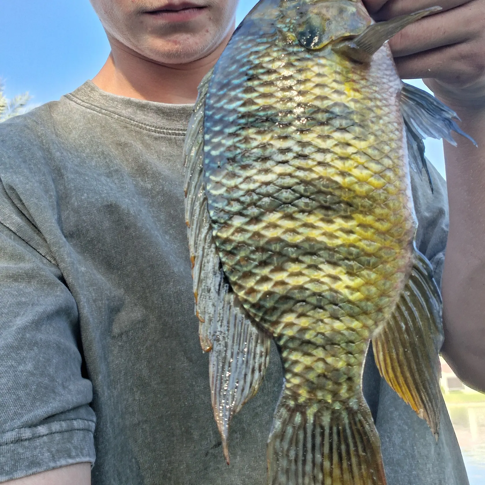 The most recent Redbelly tilapia catches on Fishbrain