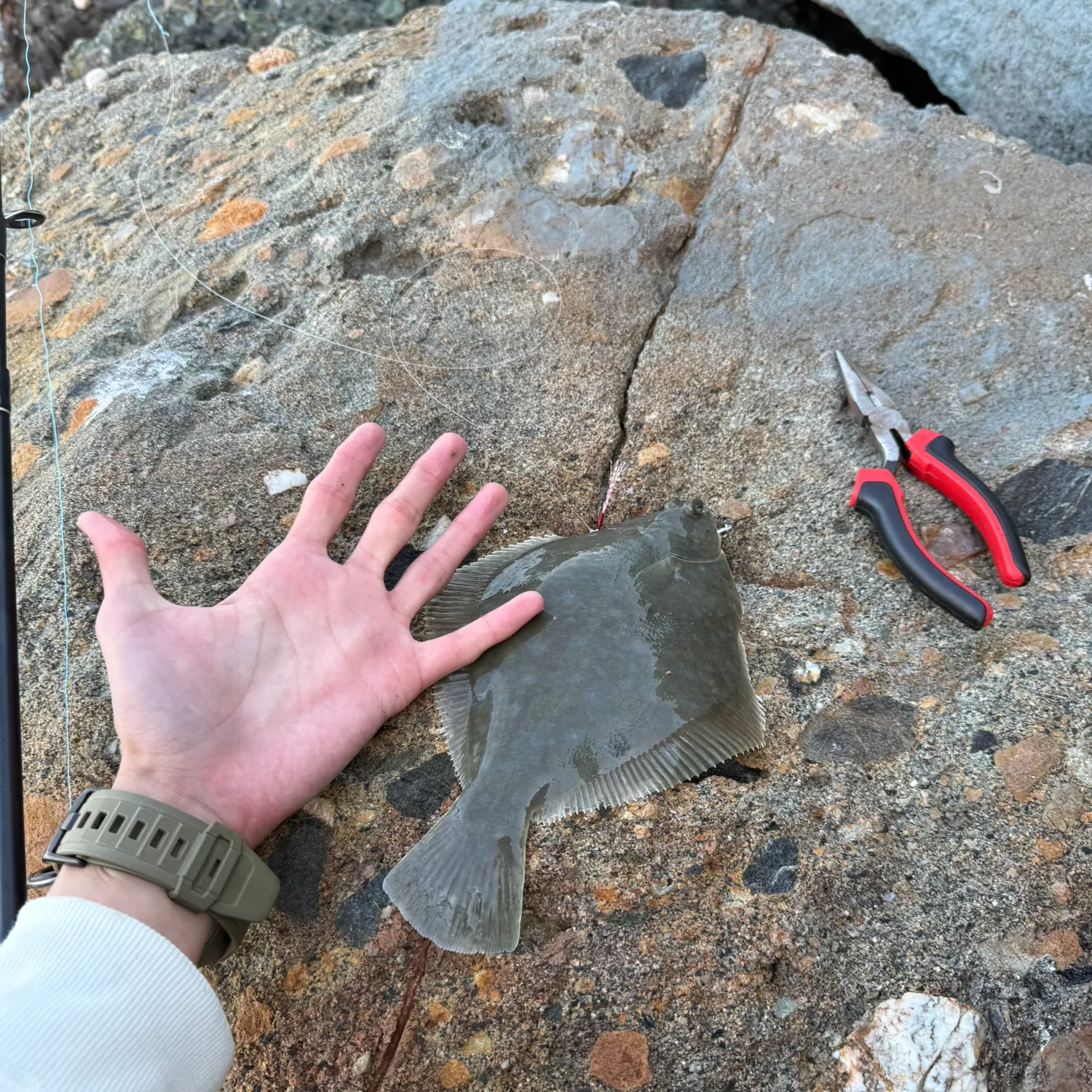 The most recent Turbot catches on Fishbrain