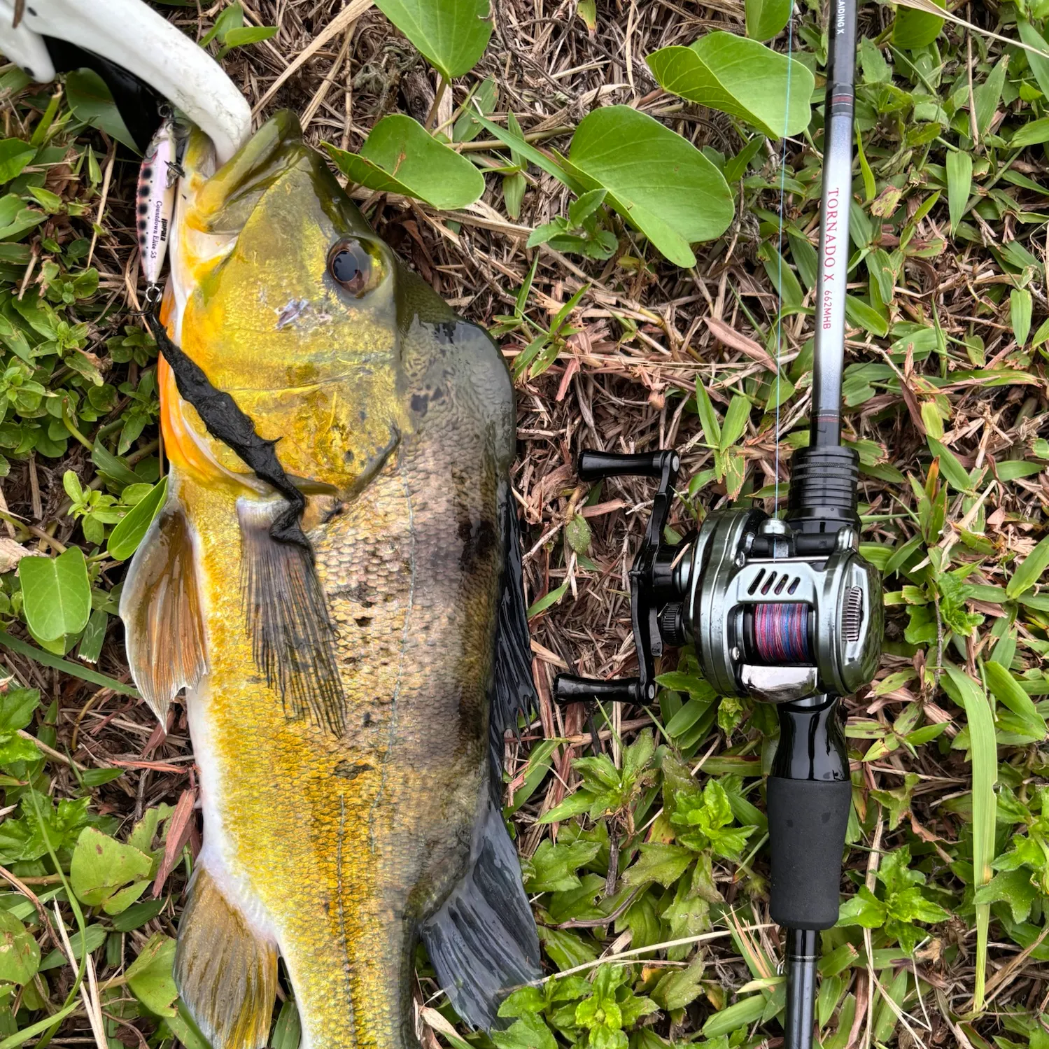 Butterfly peacock bass caught on Fishbrain