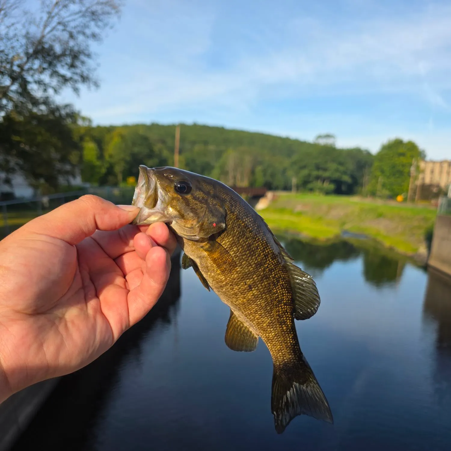 Smallmouth bass caught on Fishbrain