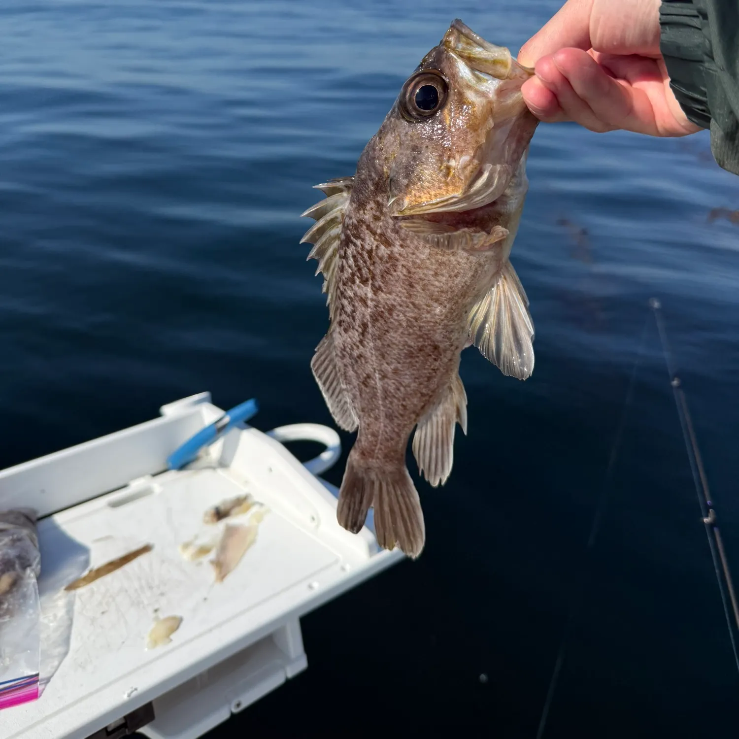 The most recent Kelp rockfish catches on Fishbrain