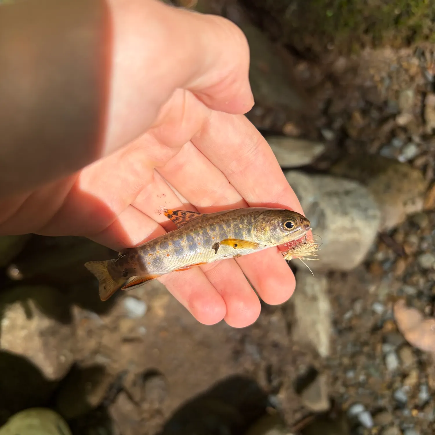 Brook trout caught on Fishbrain