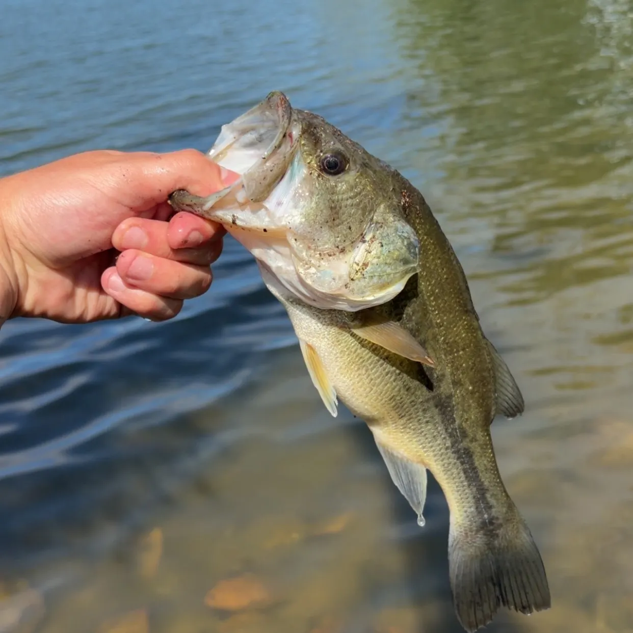 Largemouth bass caught on Fishbrain