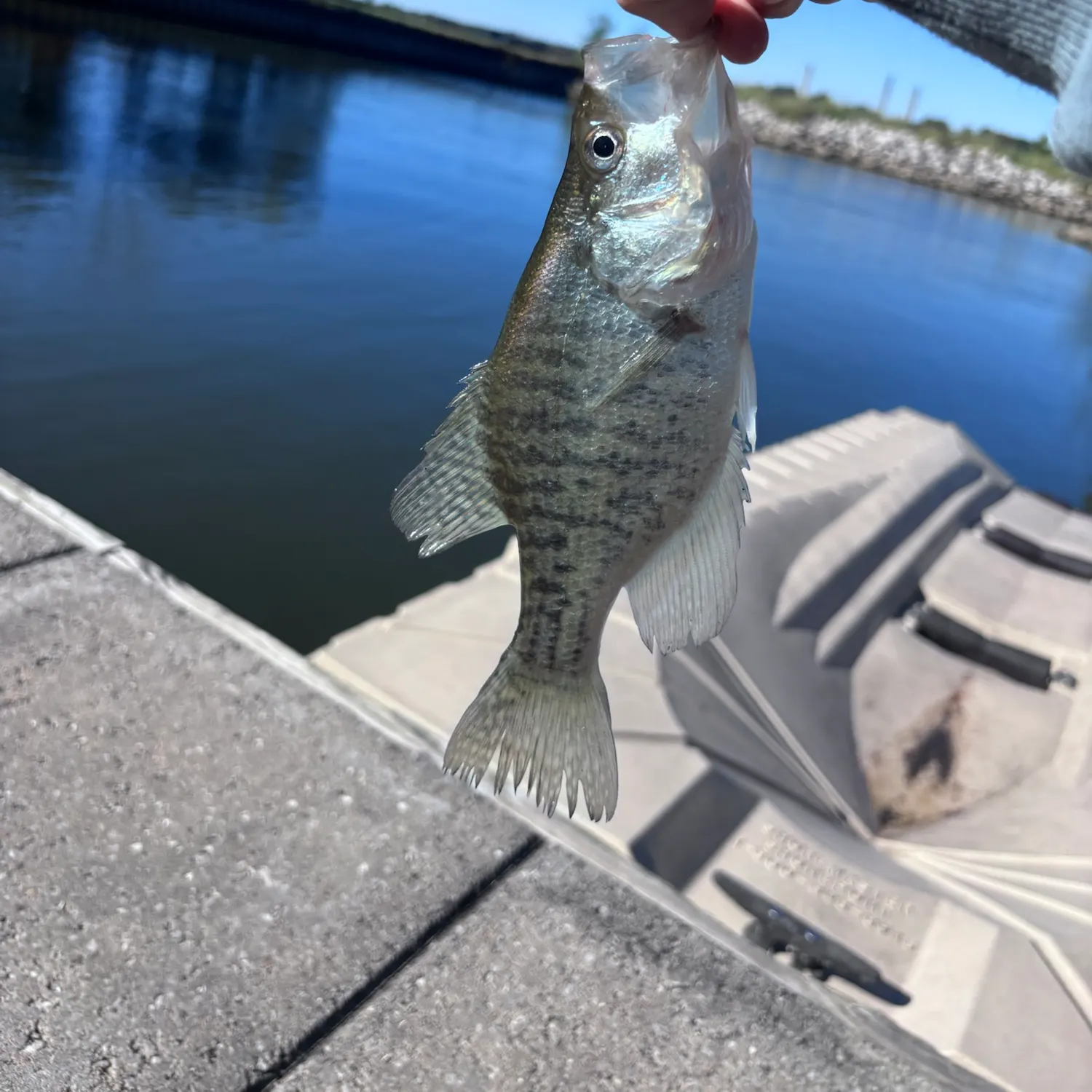 White crappie caught on Fishbrain