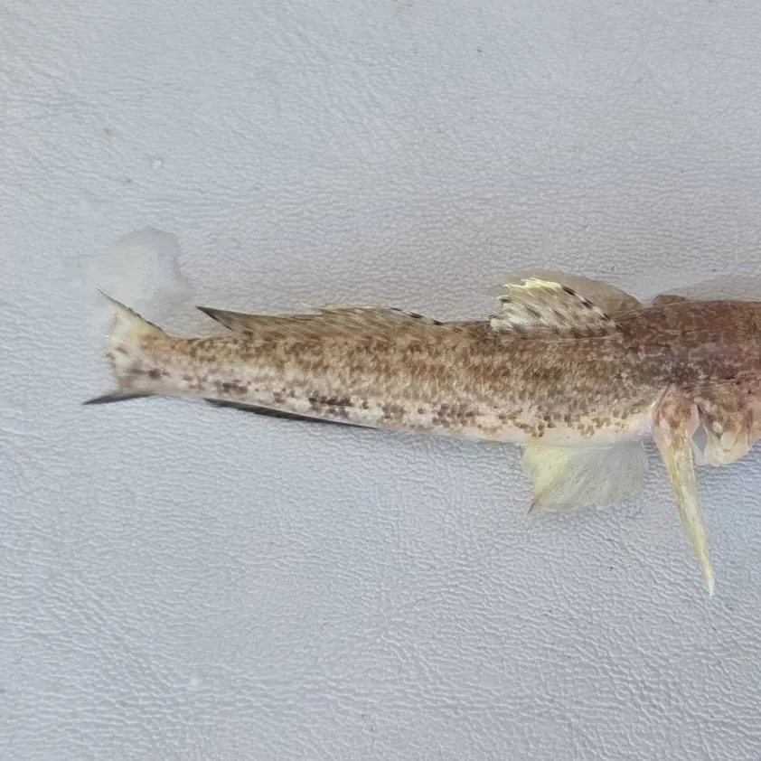 The most recent Black goby catches on Fishbrain