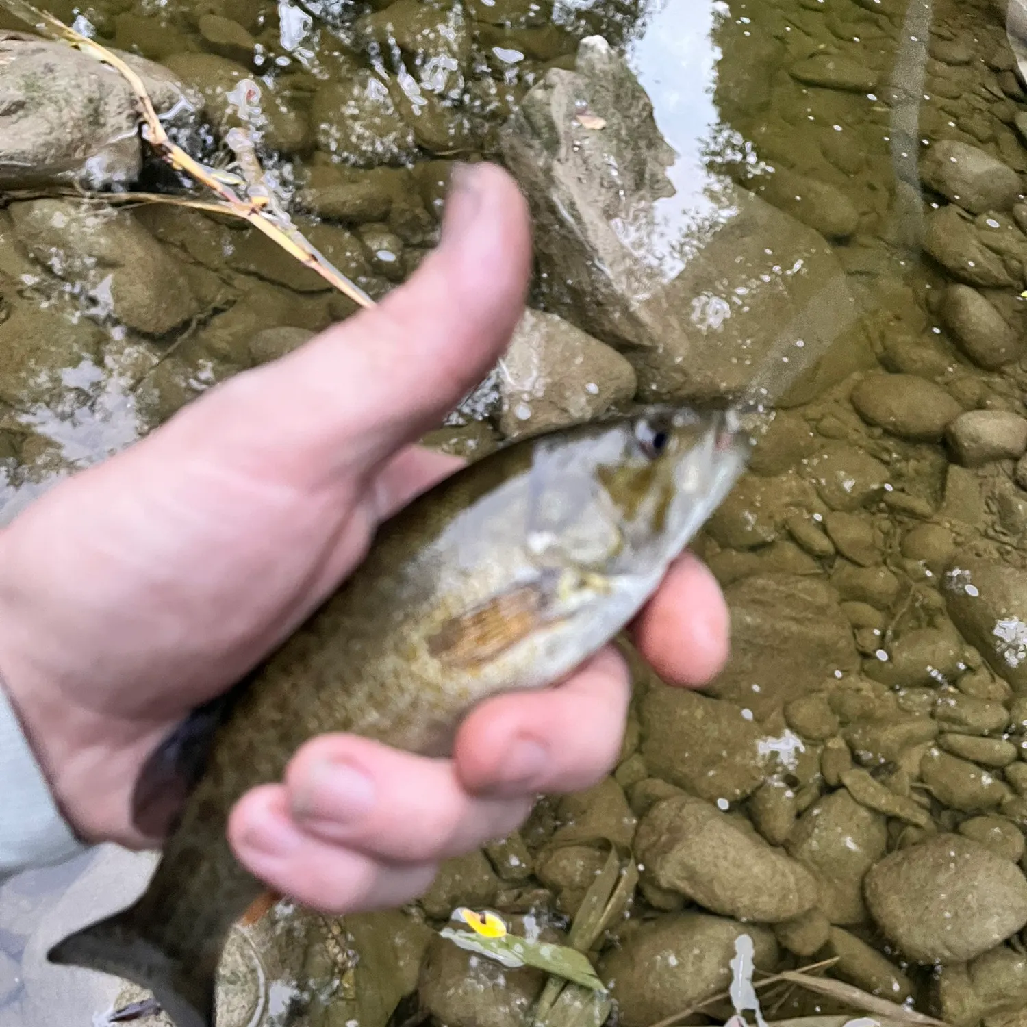 Smallmouth bass caught on Fishbrain