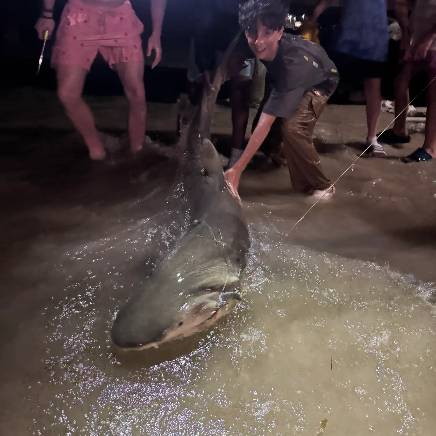 The most recent Lemon shark catches on Fishbrain