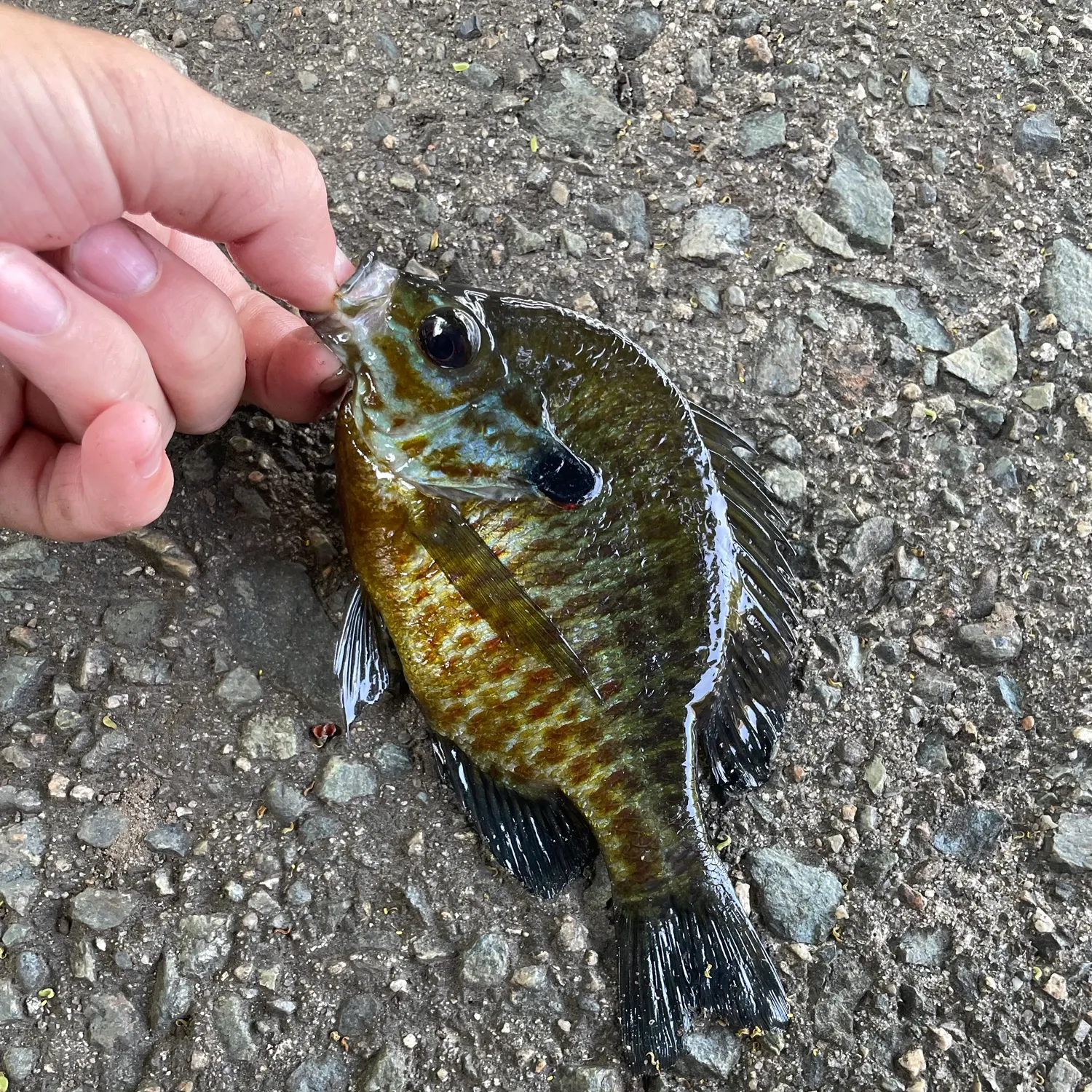 The most recent Pumpkinseed x redbreast sunfish catches on Fishbrain