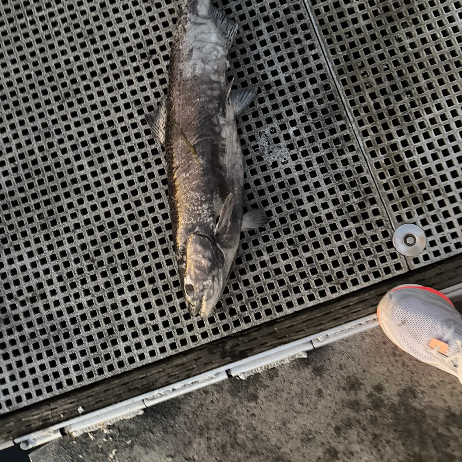 The most recent Chum salmon catches on Fishbrain