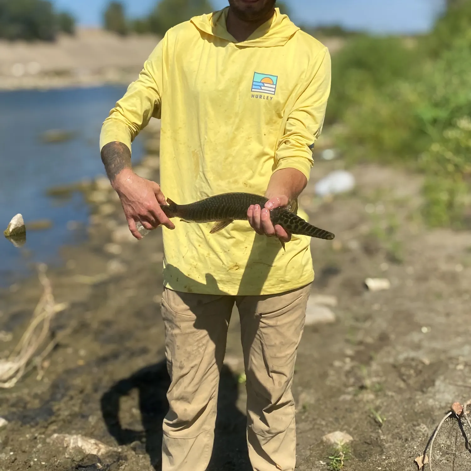 The most recent Spotted gar catches on Fishbrain