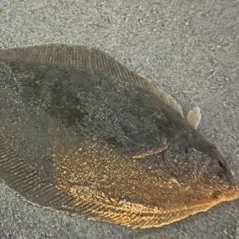 Summer flounder caught on Fishbrain