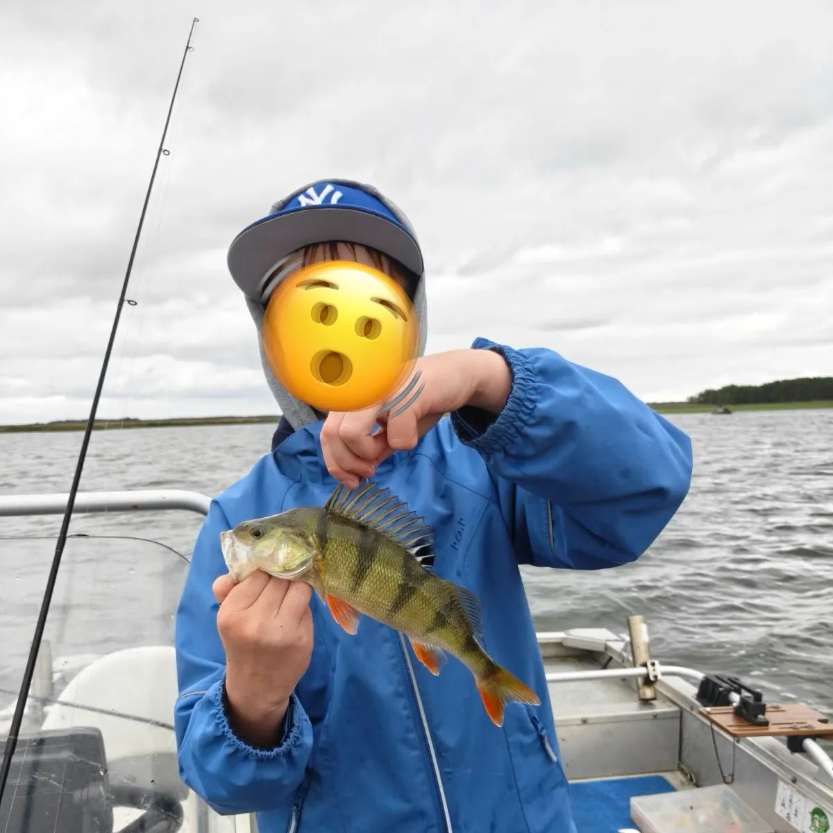 European perch caught on Fishbrain