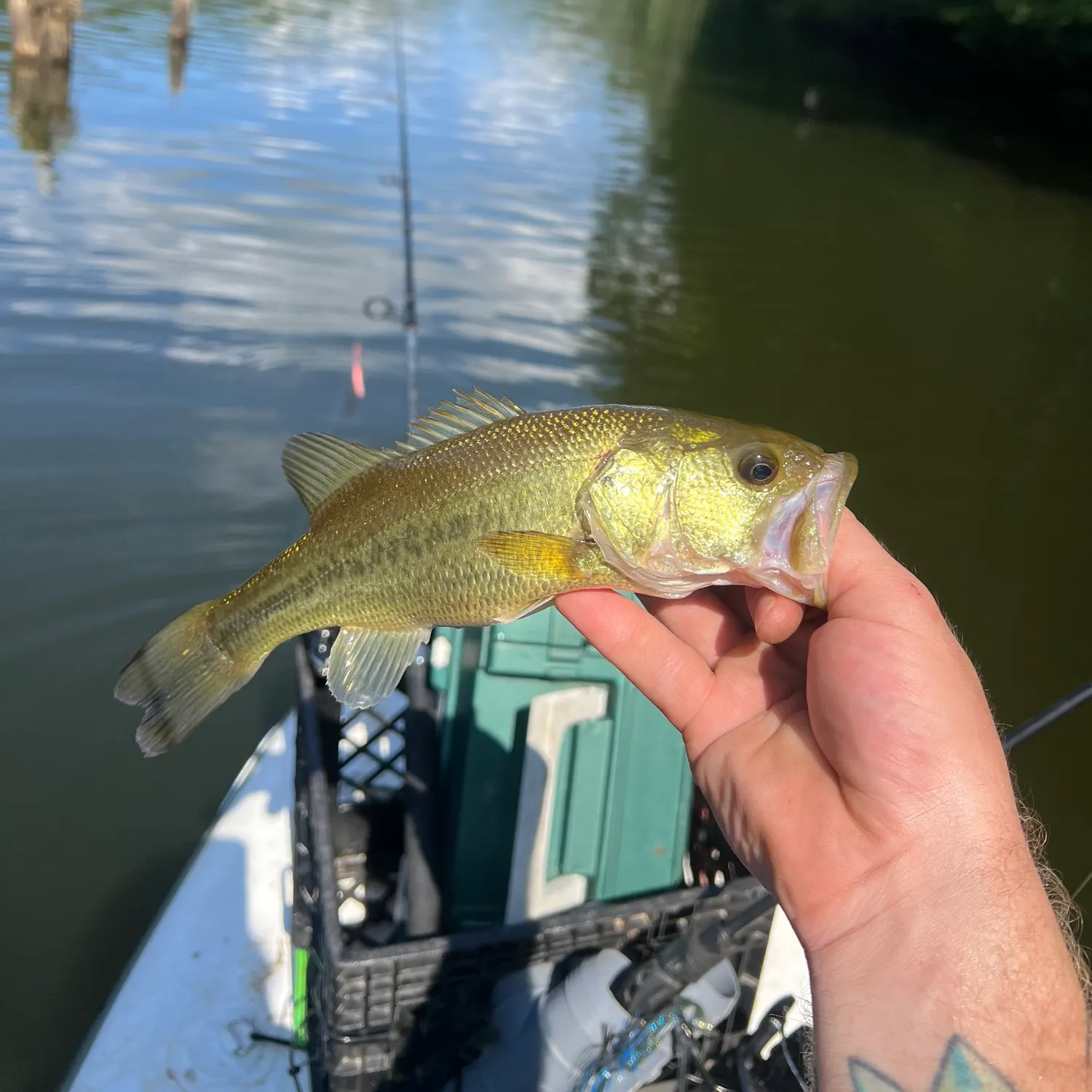 Largemouth bass caught on Fishbrain