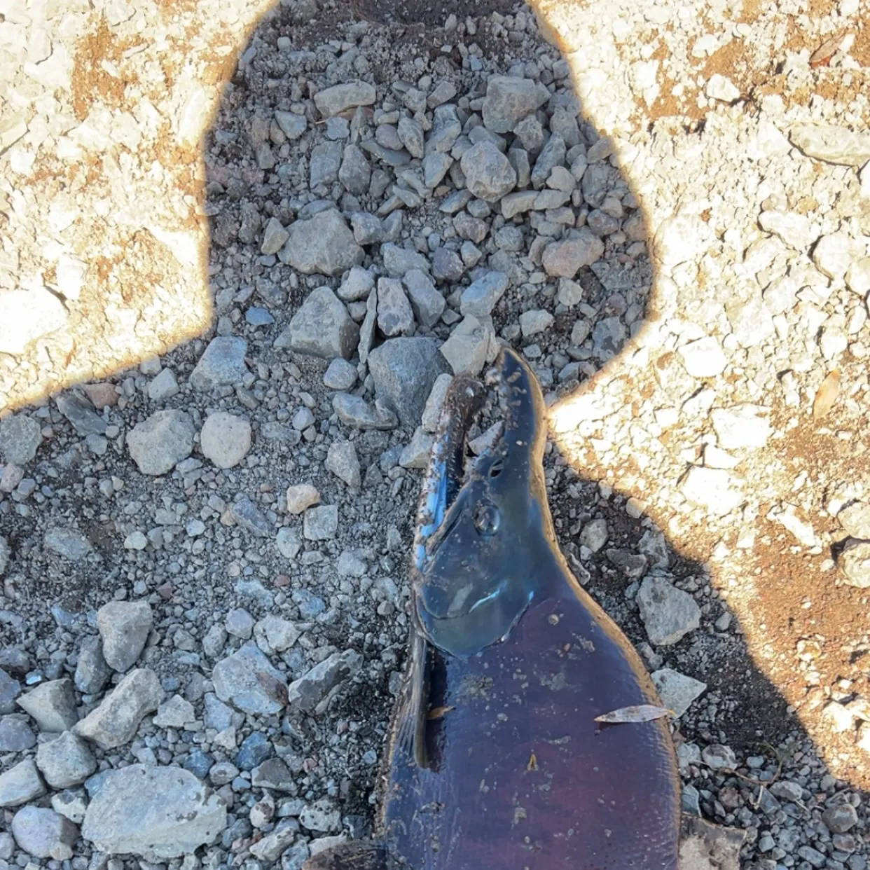 Kokanee salmon caught on Fishbrain