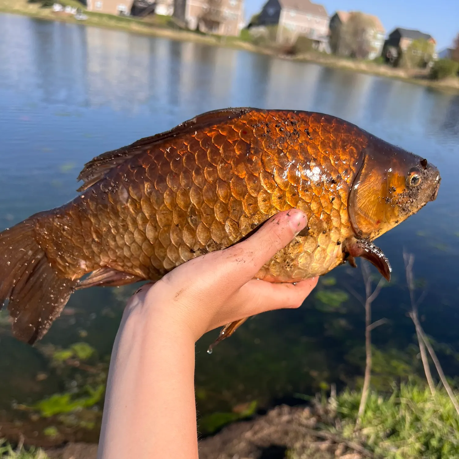 angler catch