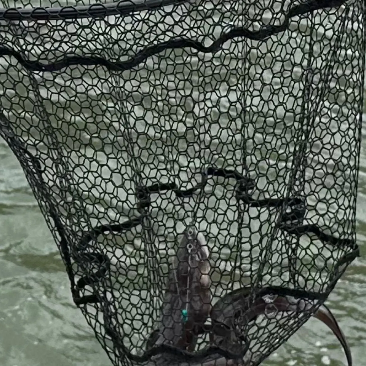 The most recent Atlantic cutlassfish catches on Fishbrain