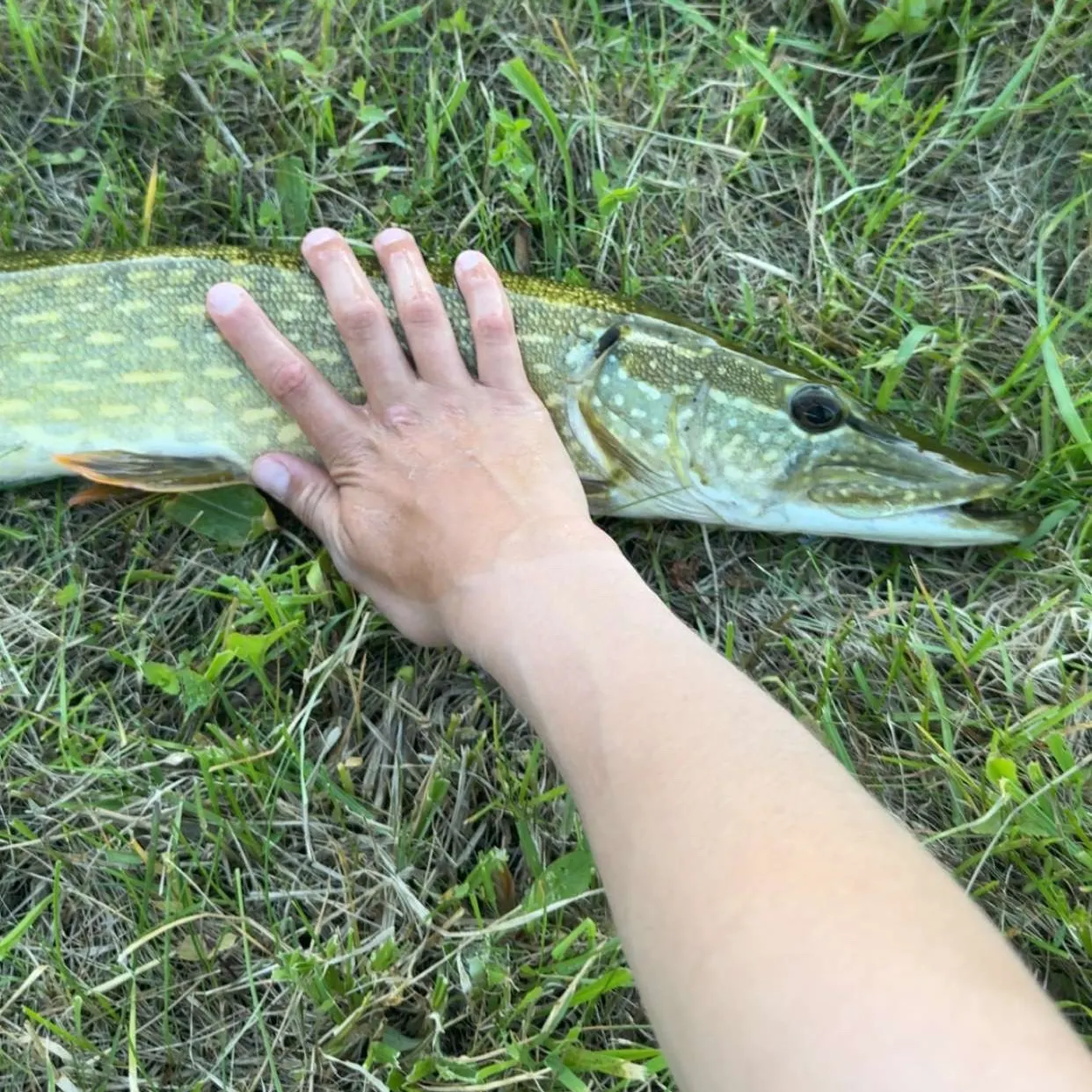 Northern pike caught on Fishbrain