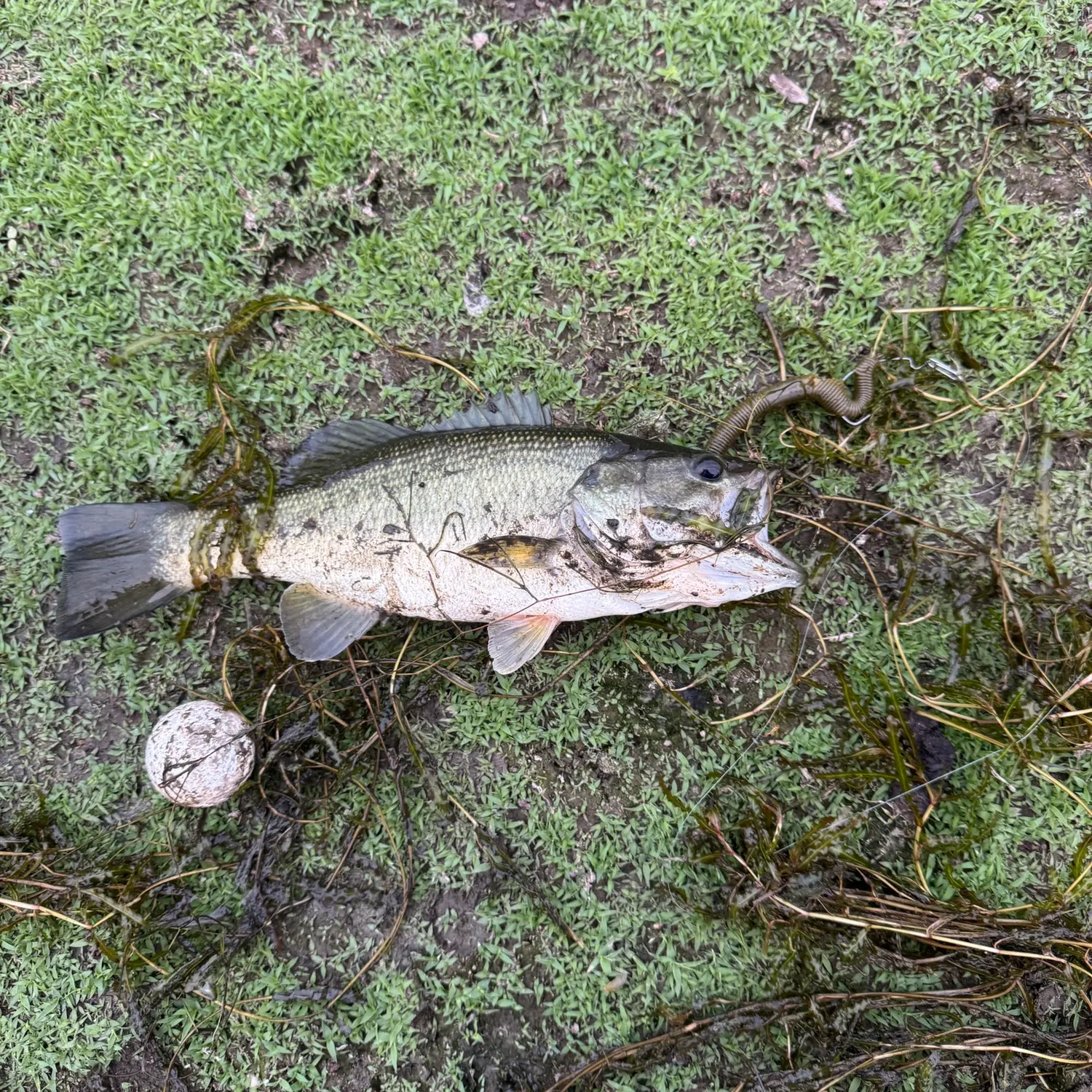 Largemouth bass caught on Fishbrain
