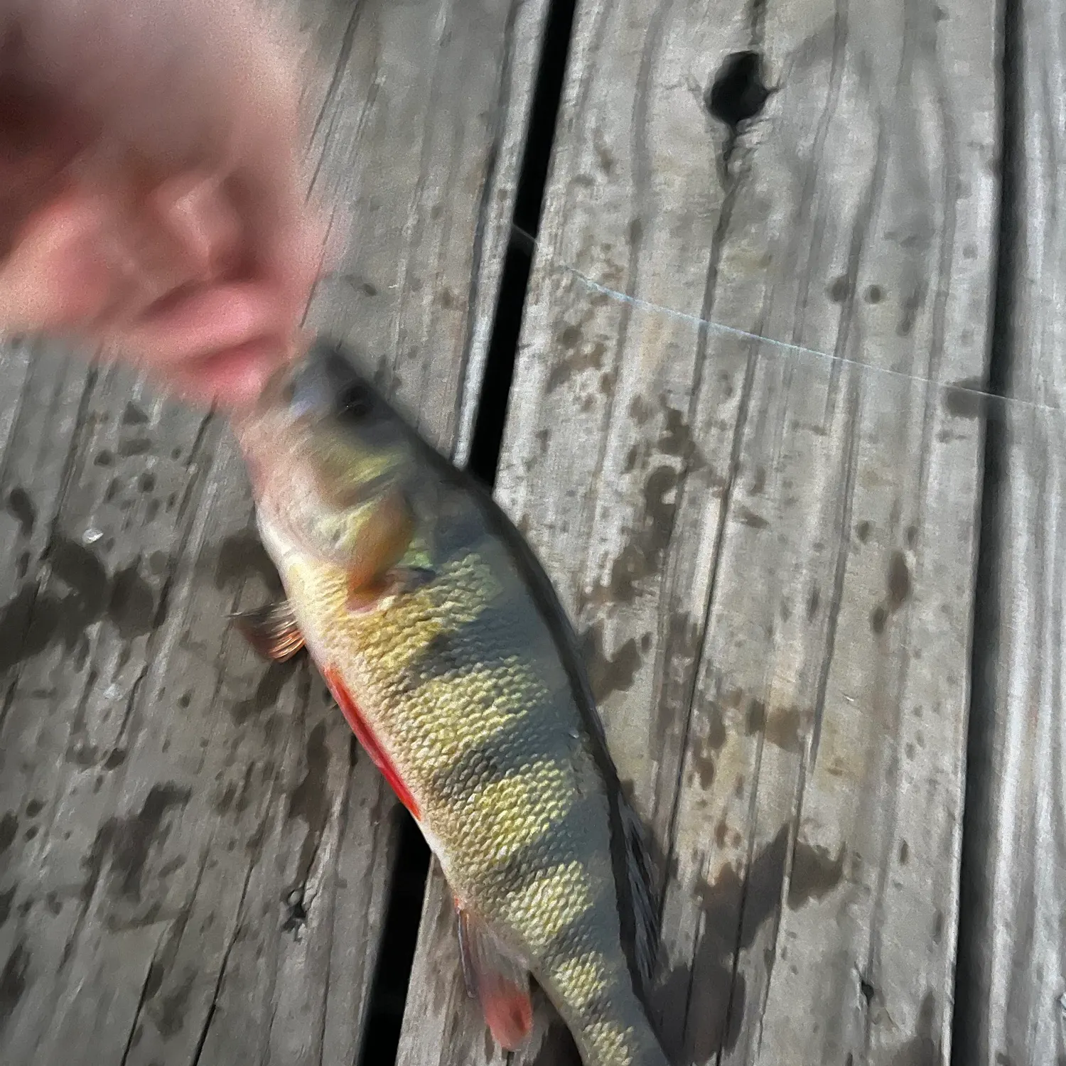 Yellow perch caught on Fishbrain