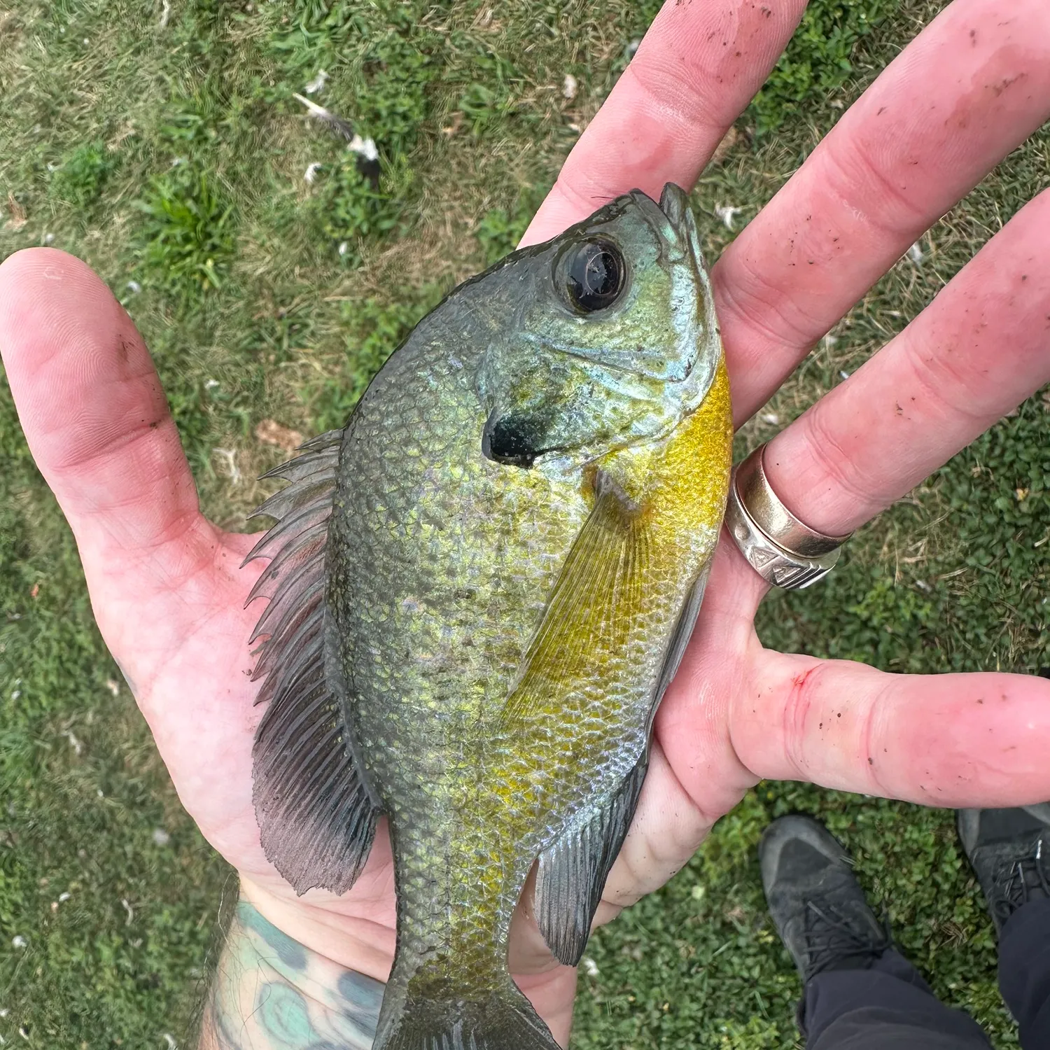catch