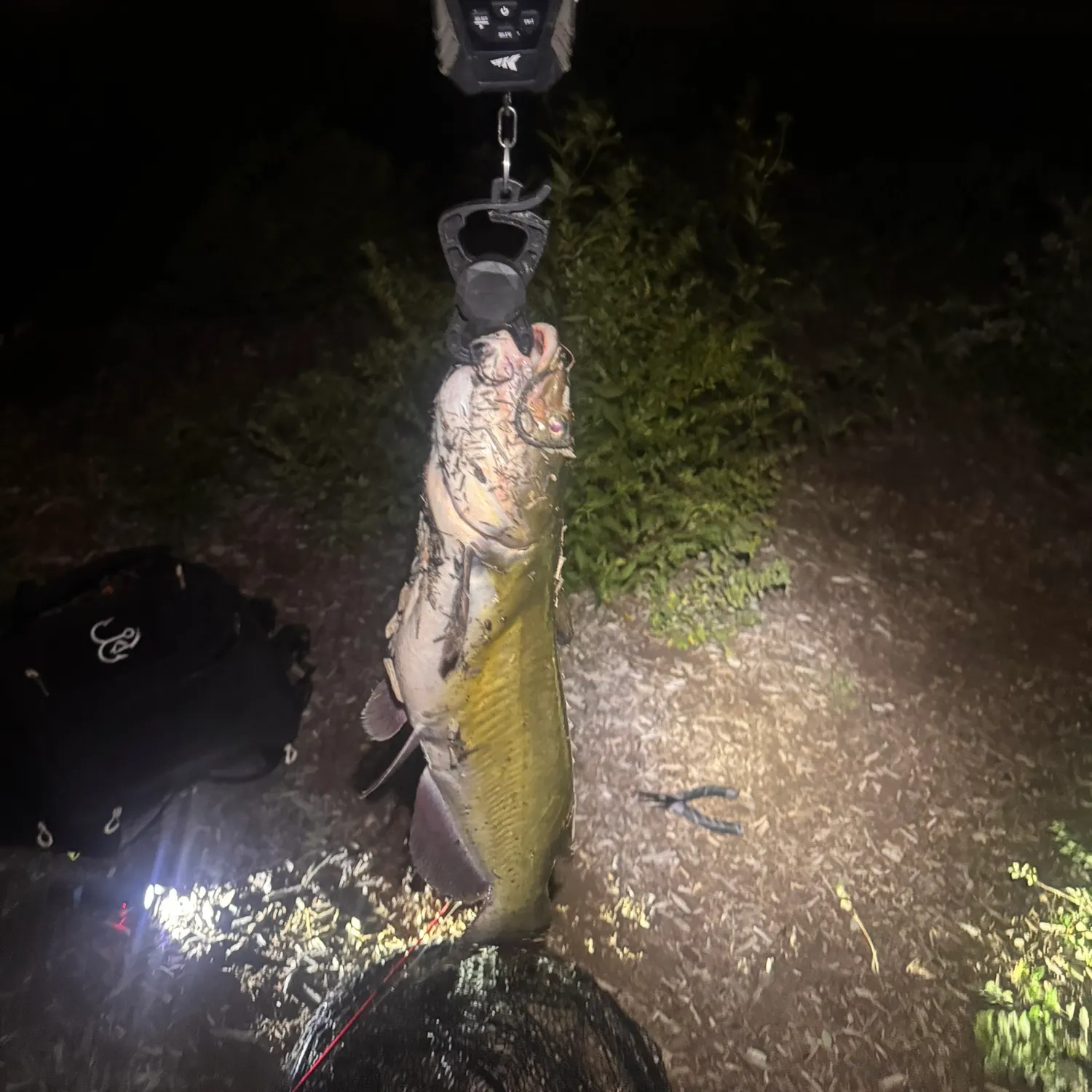 Channel catfish caught on Fishbrain