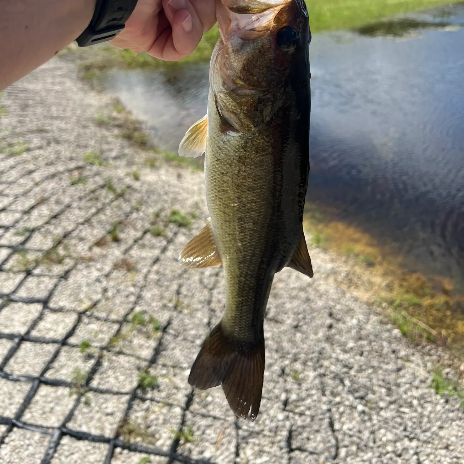 Largemouth bass caught on Fishbrain