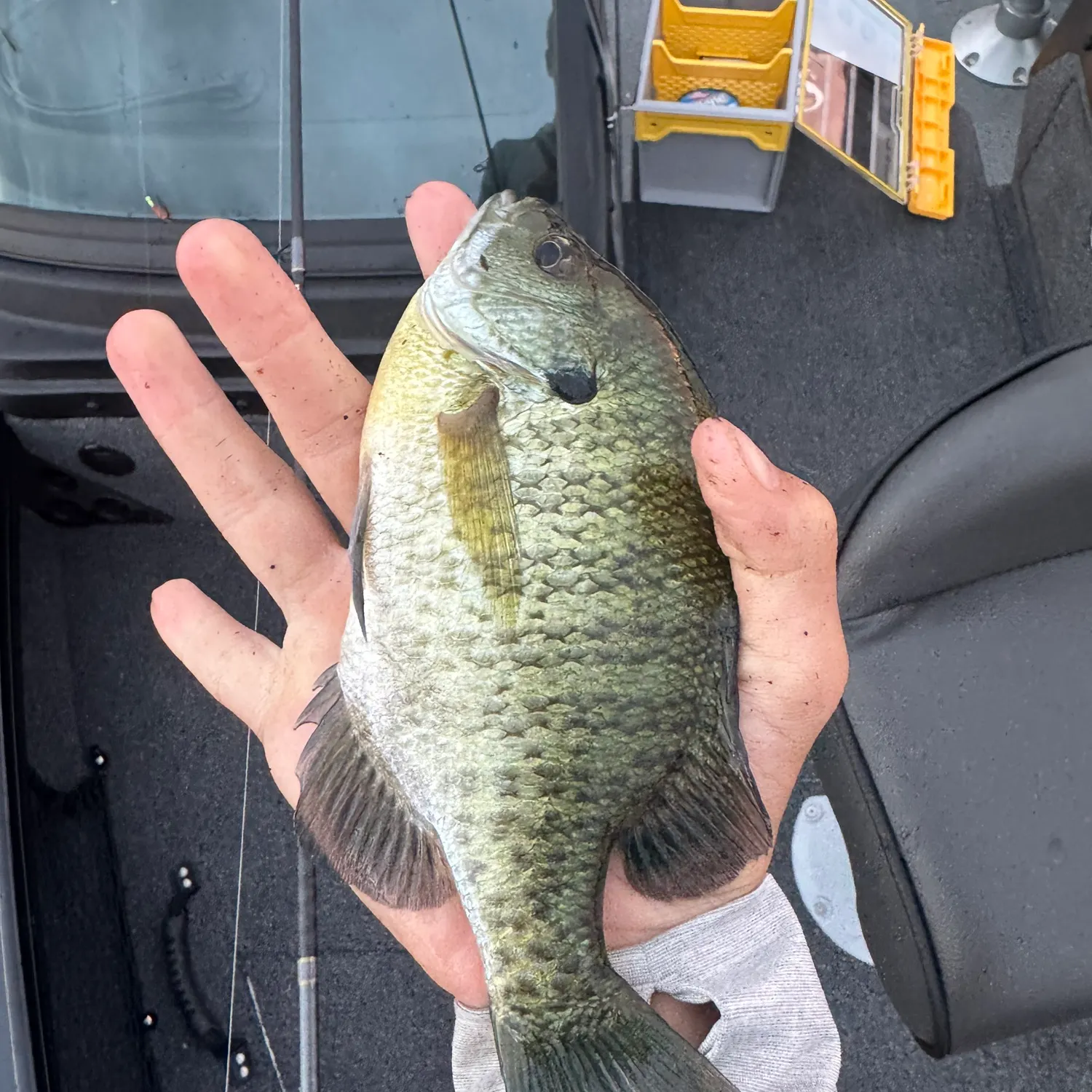 Bluegill caught on Fishbrain