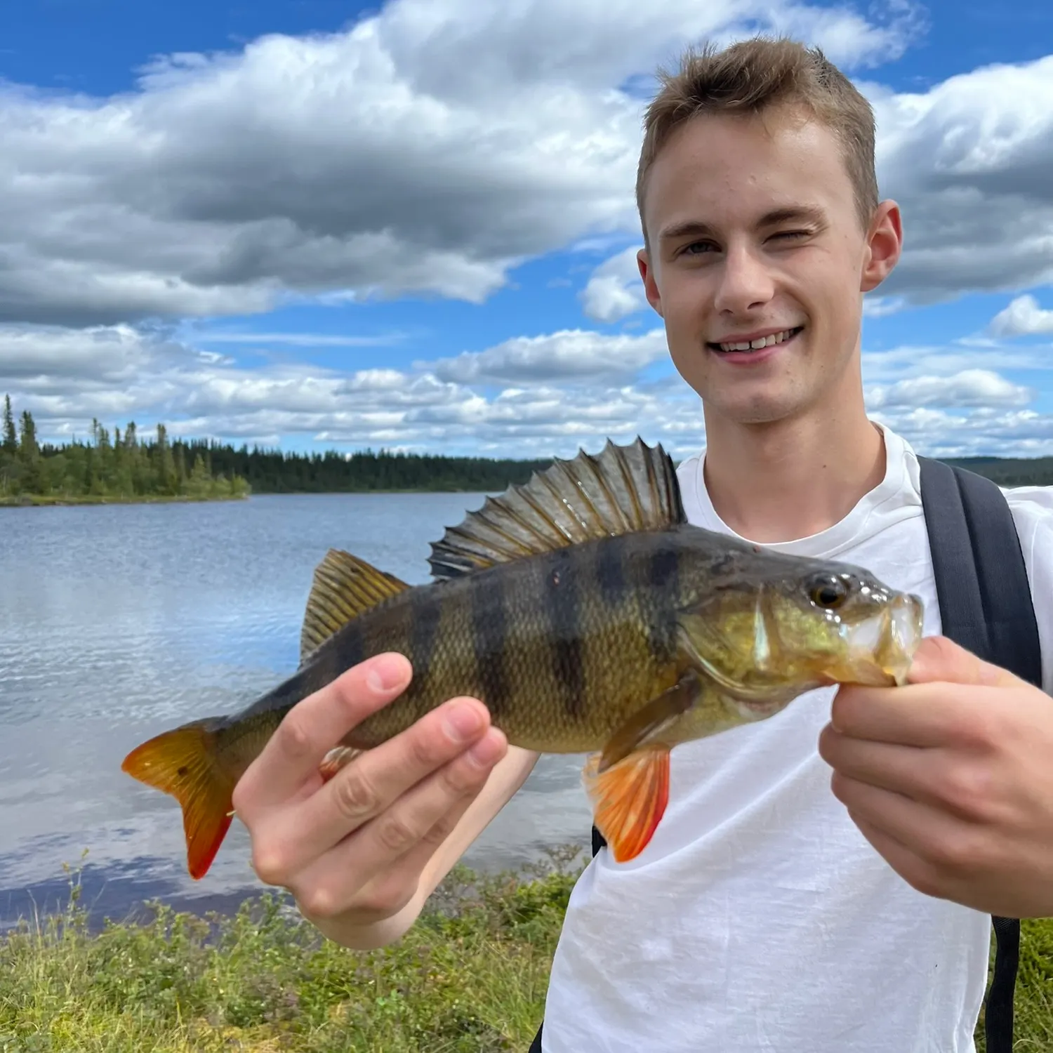 European perch caught on Fishbrain