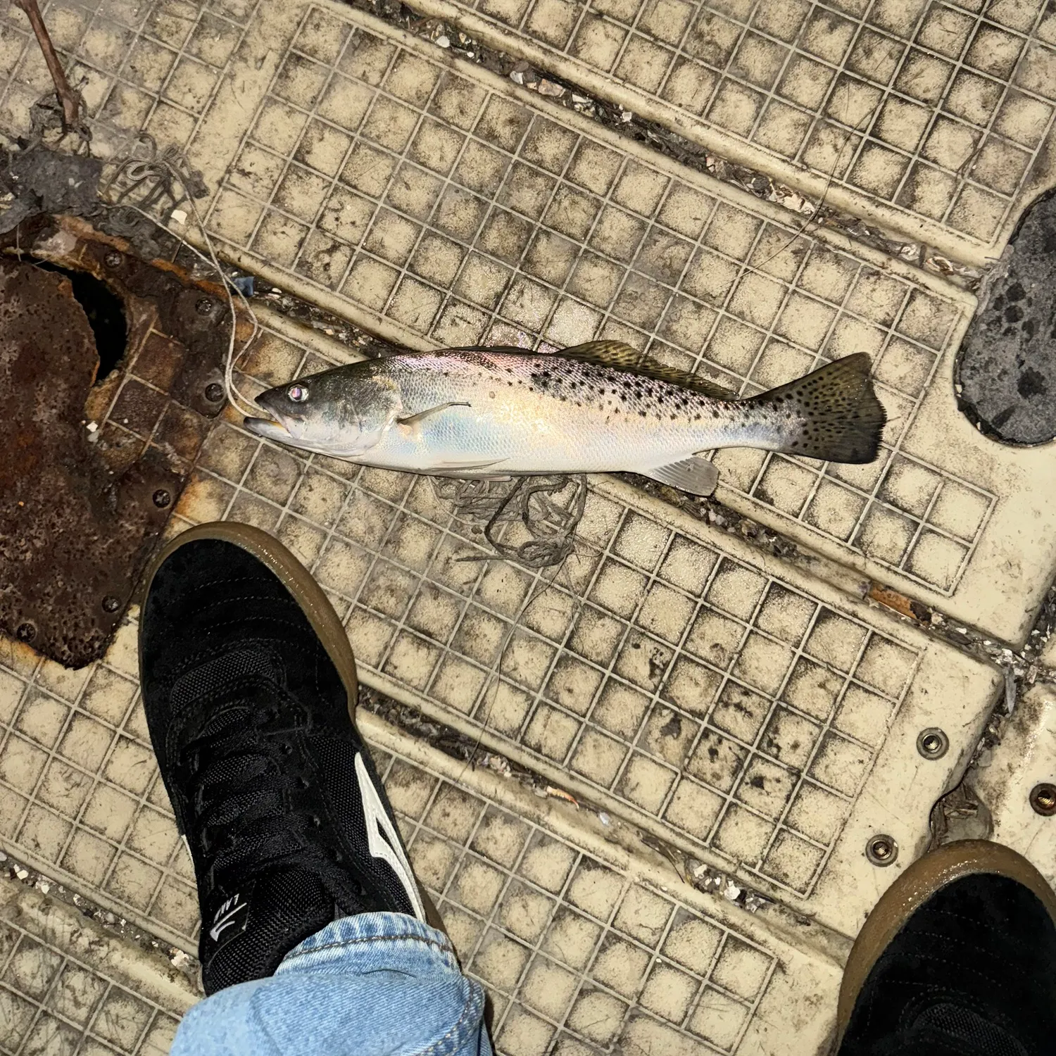 Spotted seatrout caught on Fishbrain