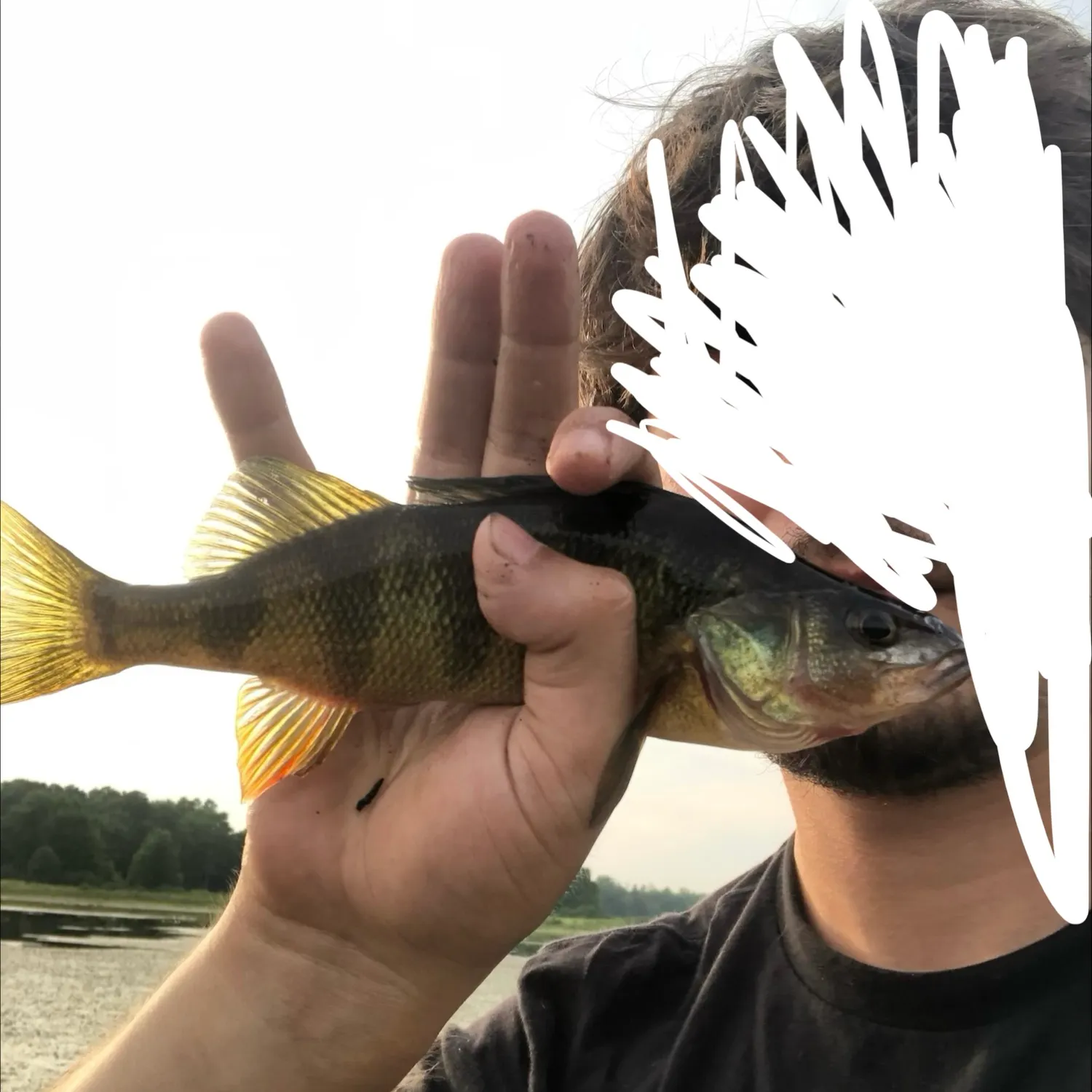 Yellow perch caught on Fishbrain