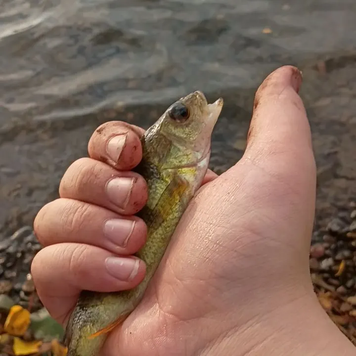 Yellow perch caught on Fishbrain