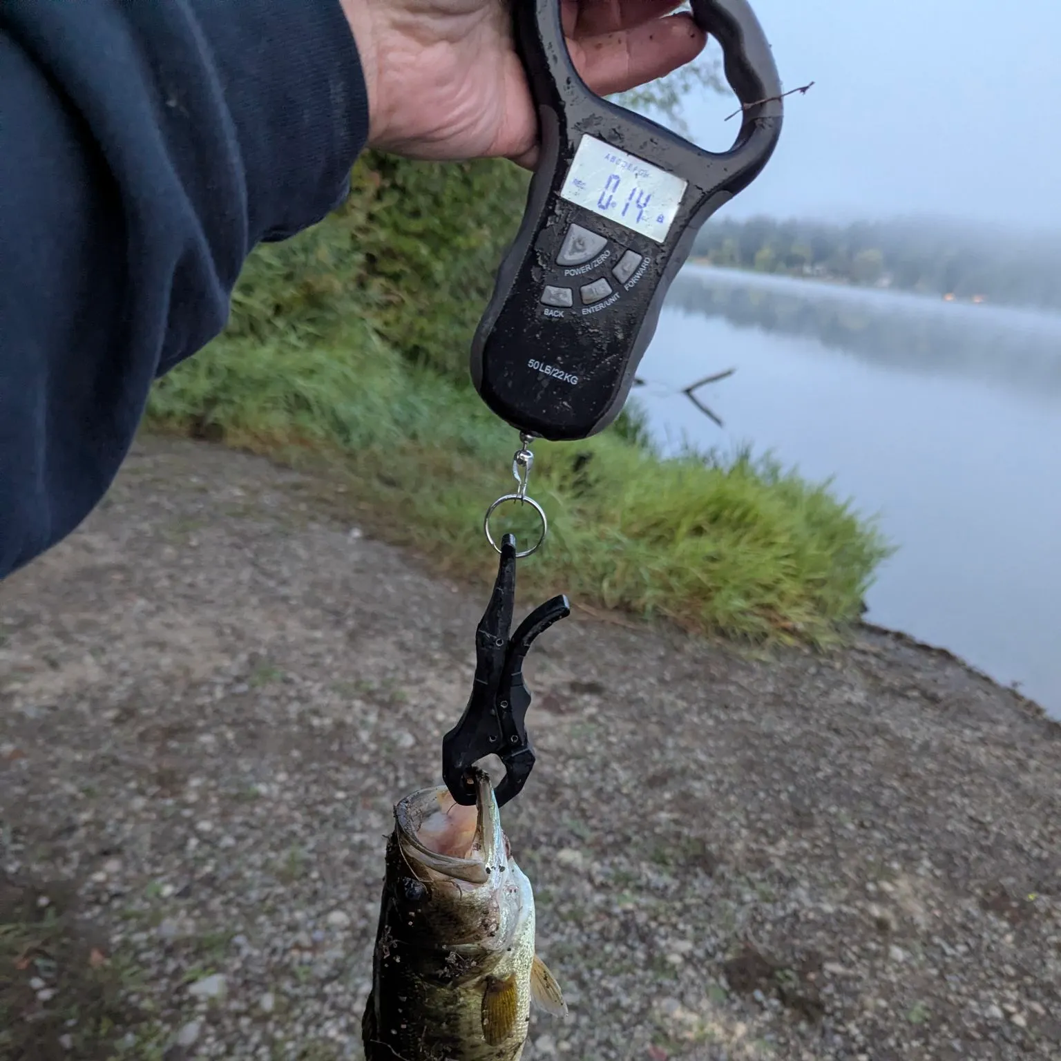 Largemouth bass caught on Fishbrain