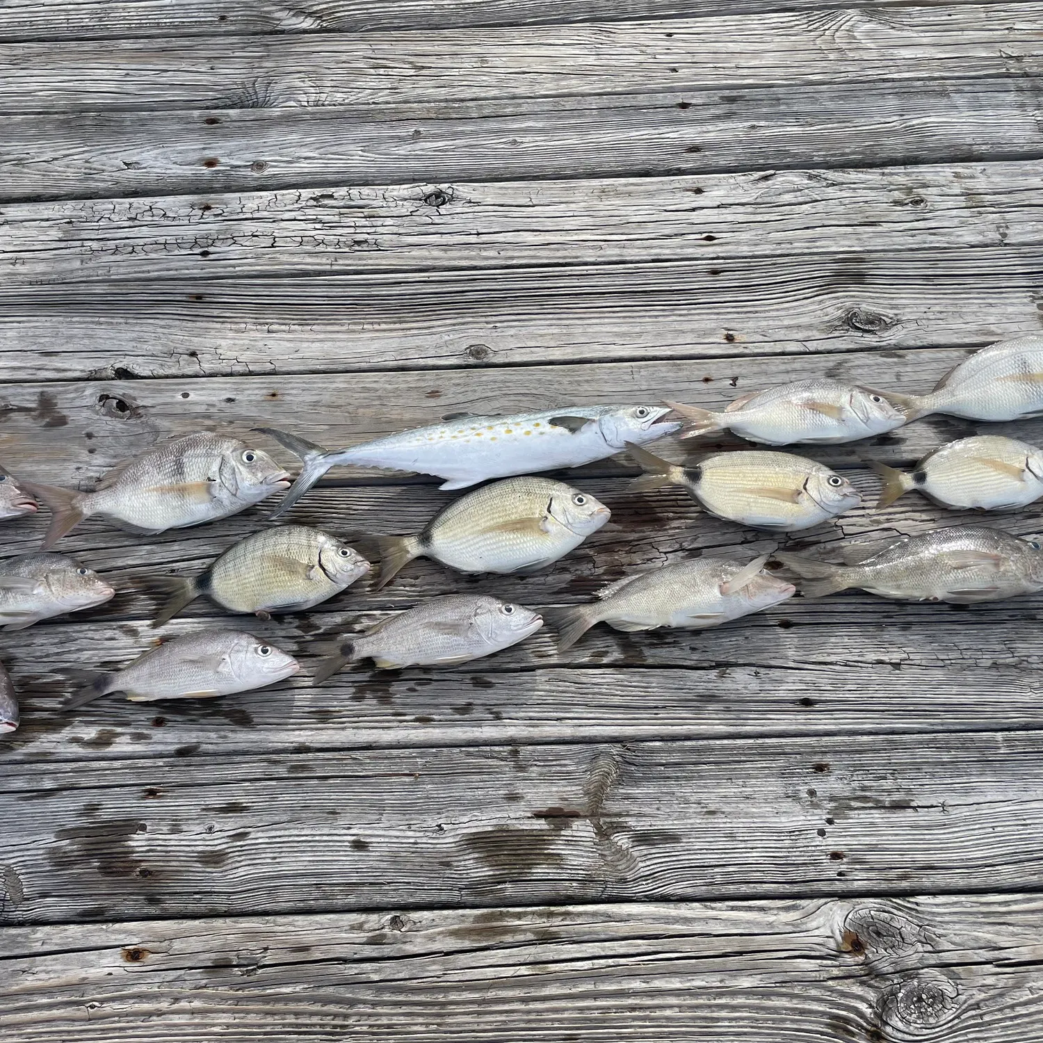 The most recent Jolthead porgy catches on Fishbrain