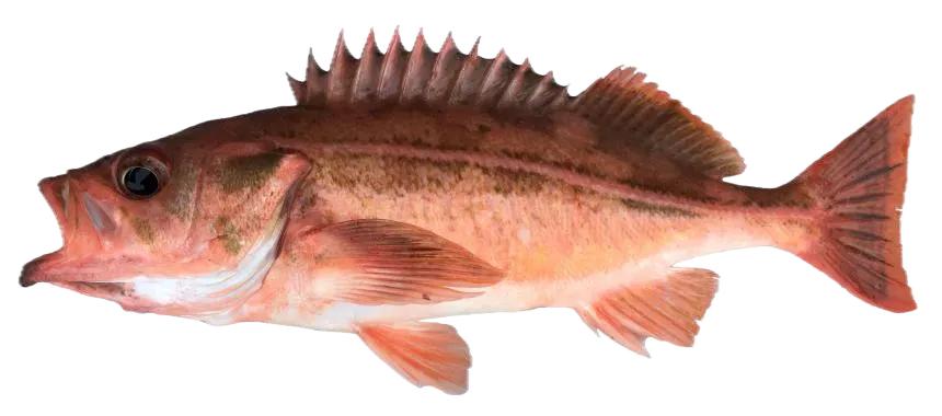 Redstripe rockfish