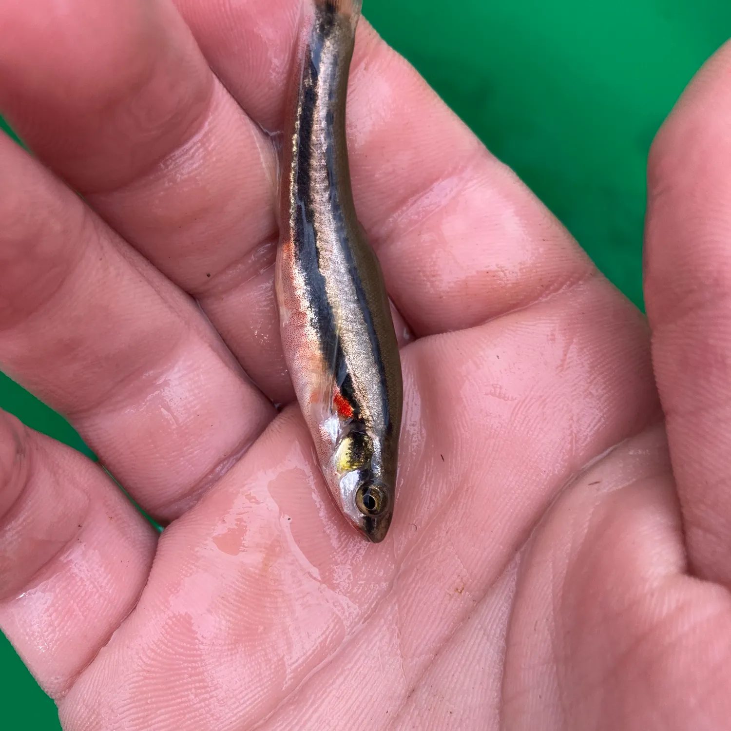 The most recent Redside shiner catches on Fishbrain