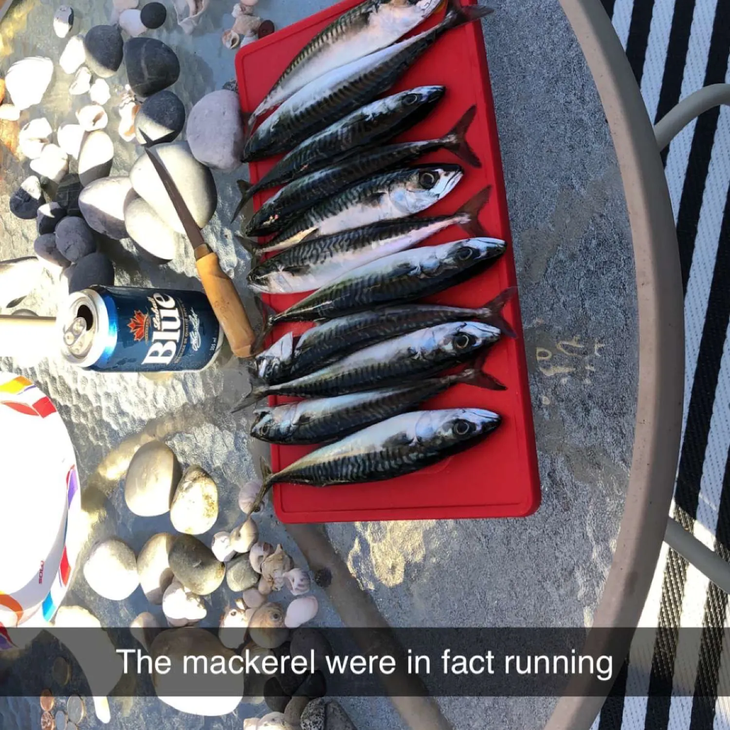 recently logged catches